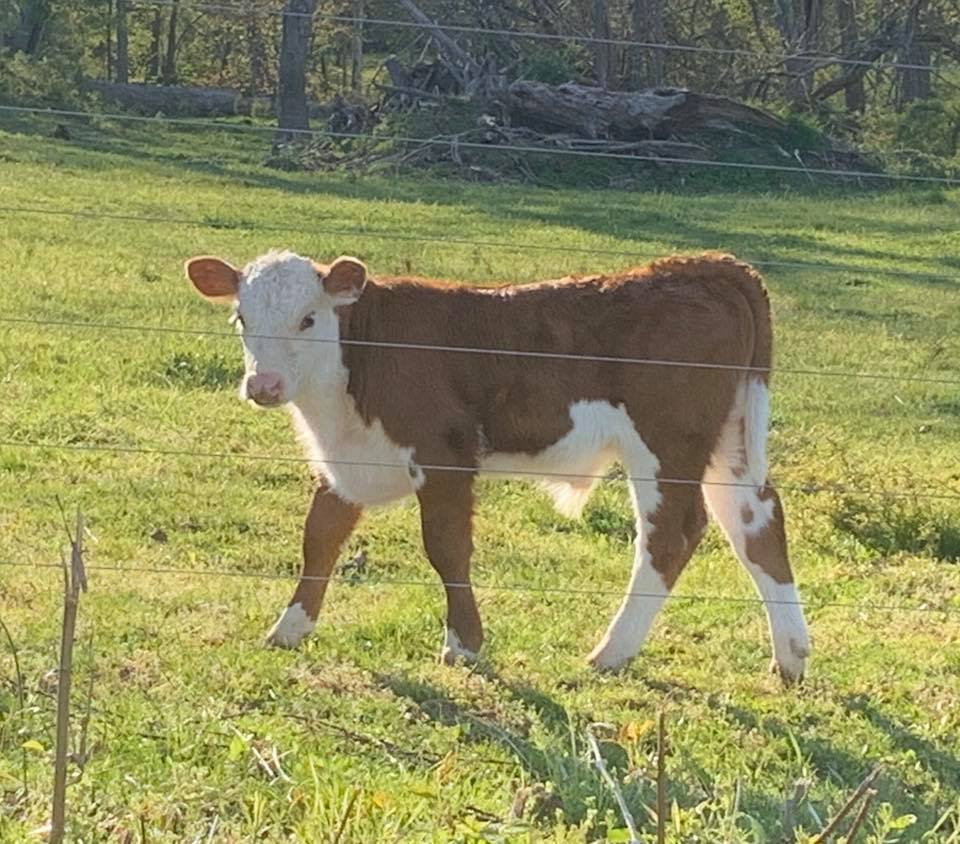 Walnut Ridge Farm
