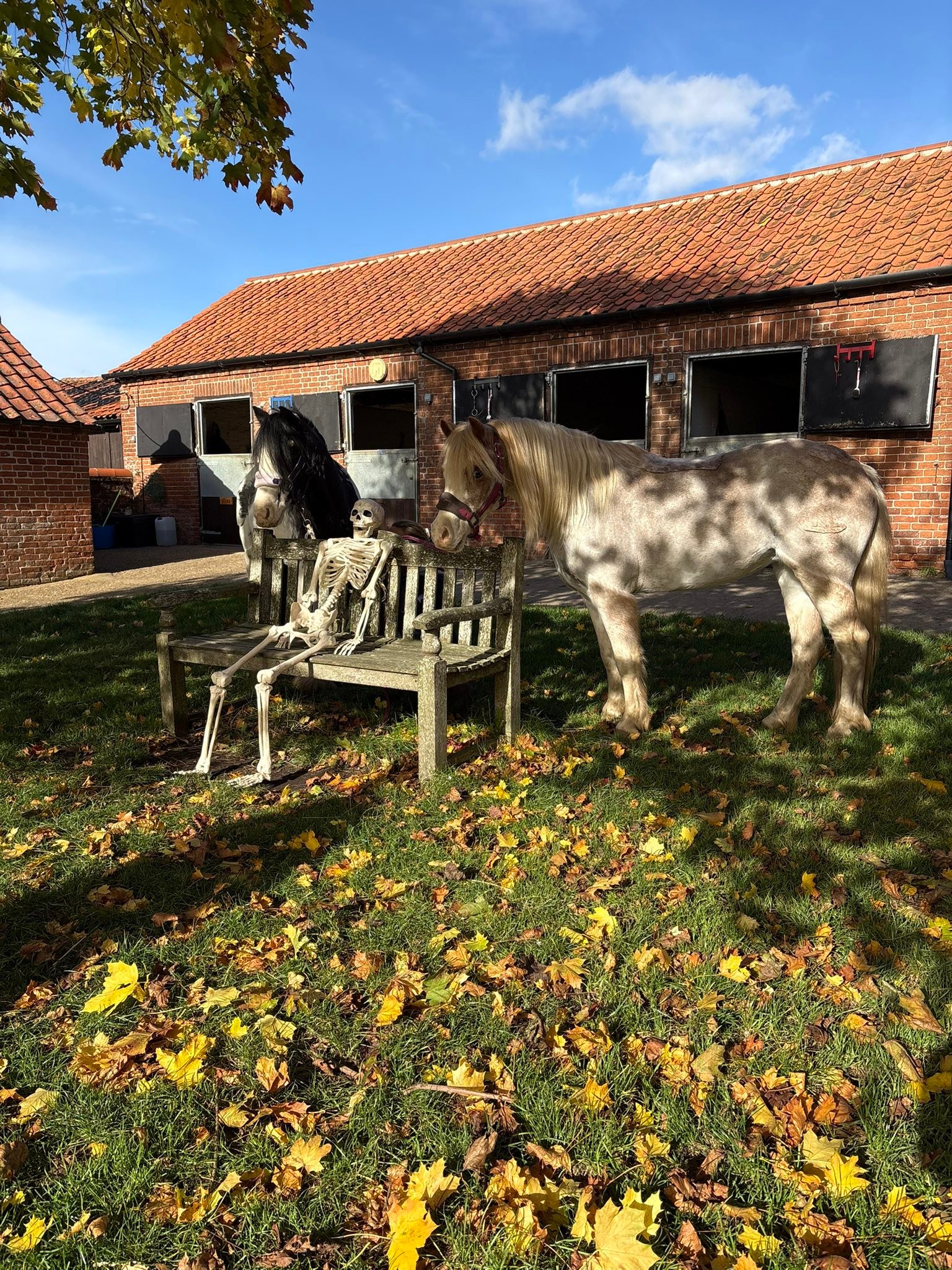 Hill Farm Riding Centre | Hardingham