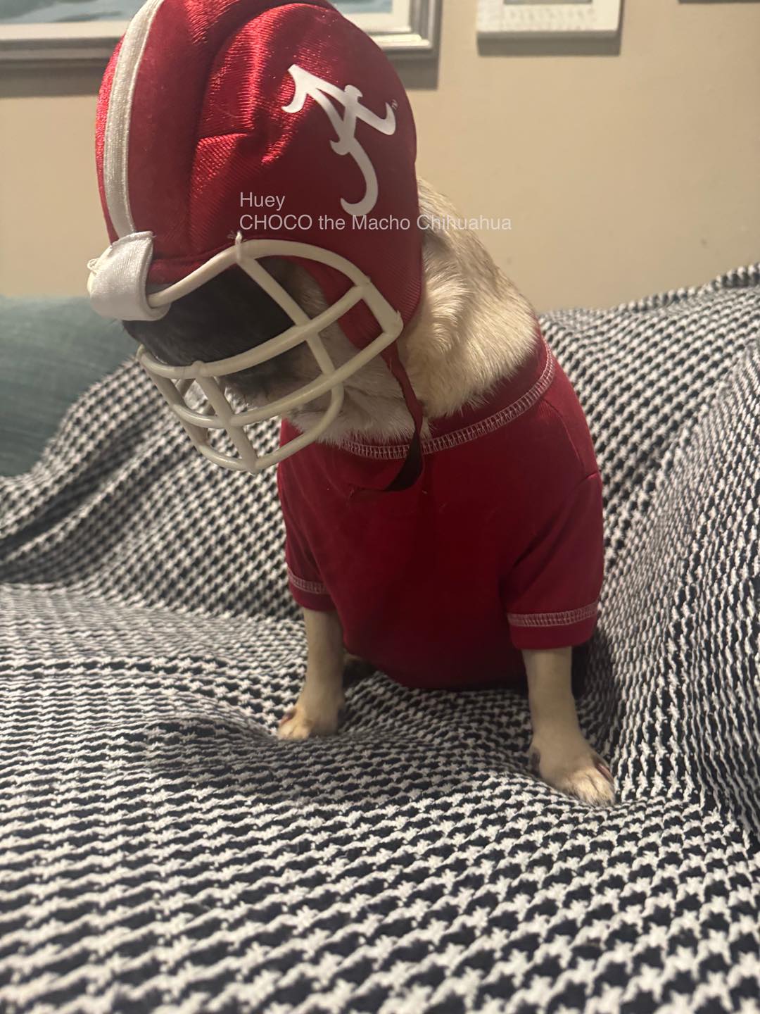 chihuahua football helmet New Mexico Lobos Silver Revolution SPEED Mini Riddell Speed Mini Helmet and Mask with High Quality Decals Kyle Monangai Signed Chicago Bears