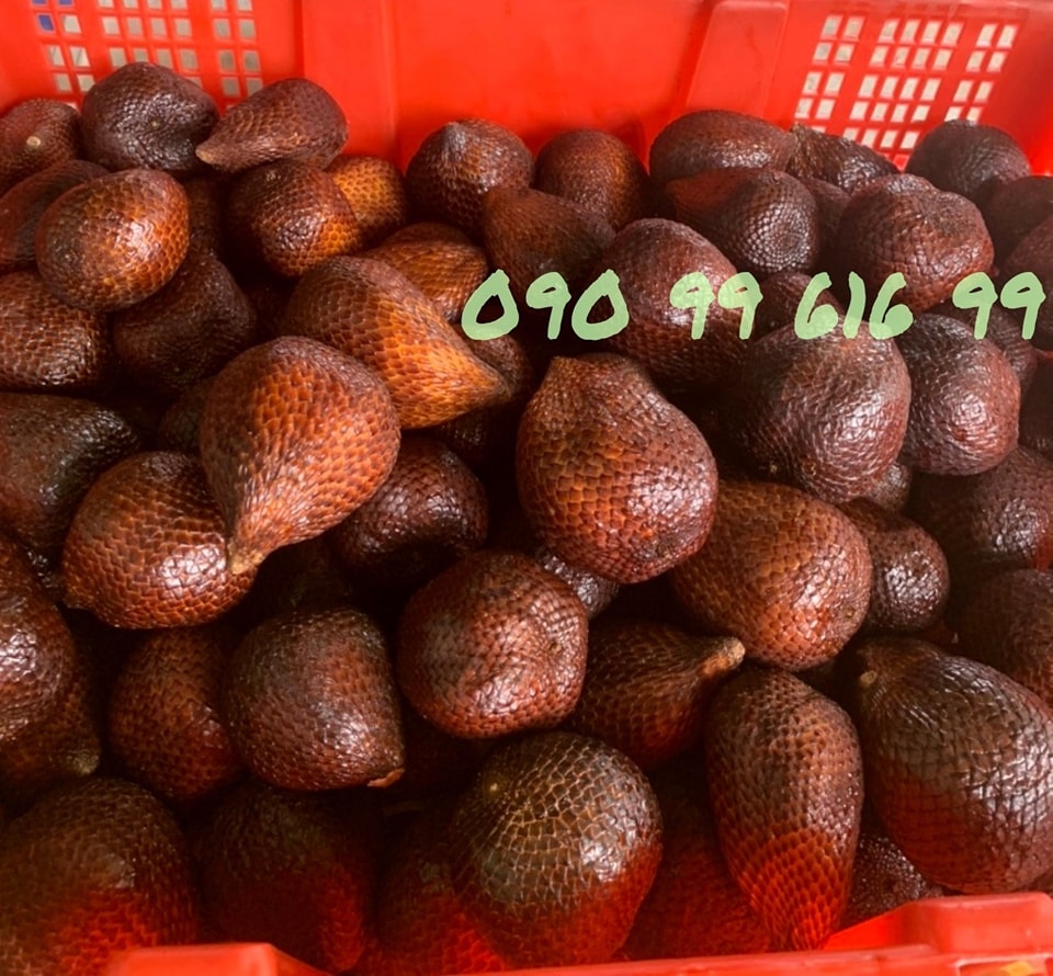 MÂY INDO SALAK, TRÁI CÂY THÁI Chuyên Sỉ Không Qua Trung Gian