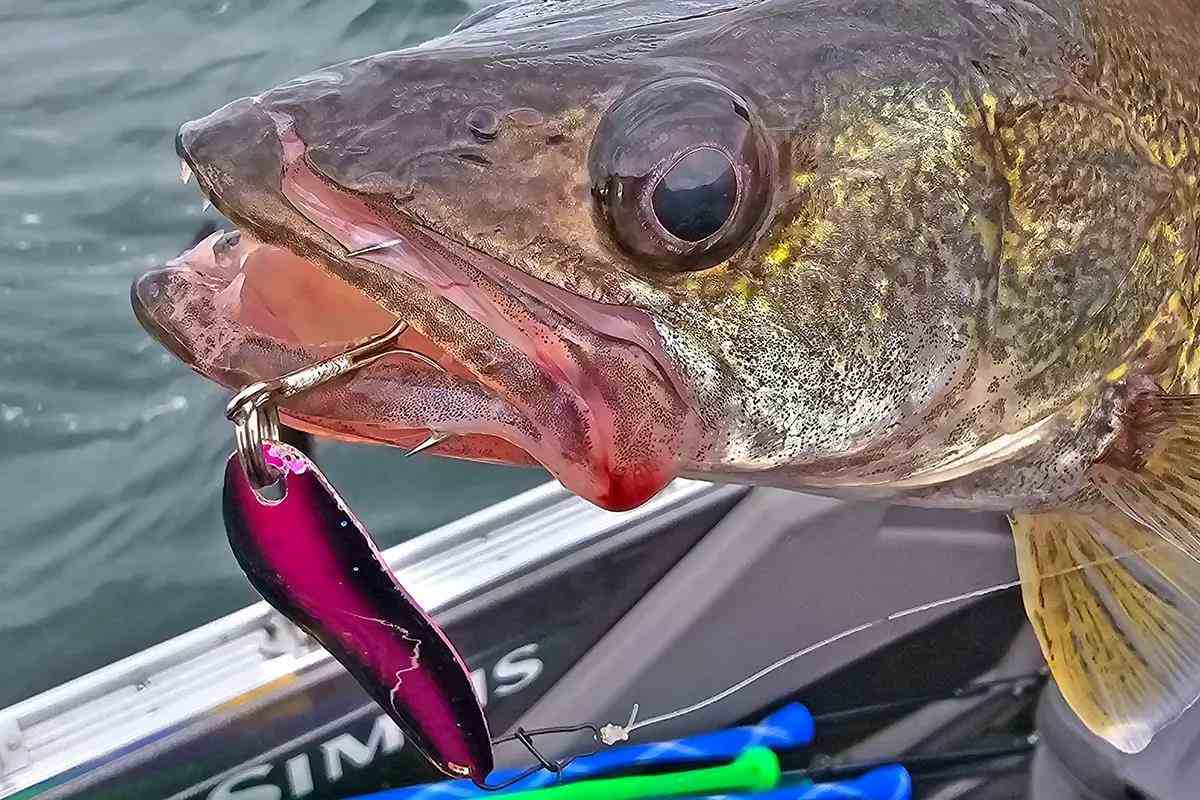 fb fishing lure spoon 13 - Flash Bang - Jigging Rattle - Cosmic Perch - 3/8th oz with glow stick 3-pack - FB-CP38: Buy Online at Best Price in Egypt The PK Sonar Spoon is a jig Blue Fox Classic Strobe Tear