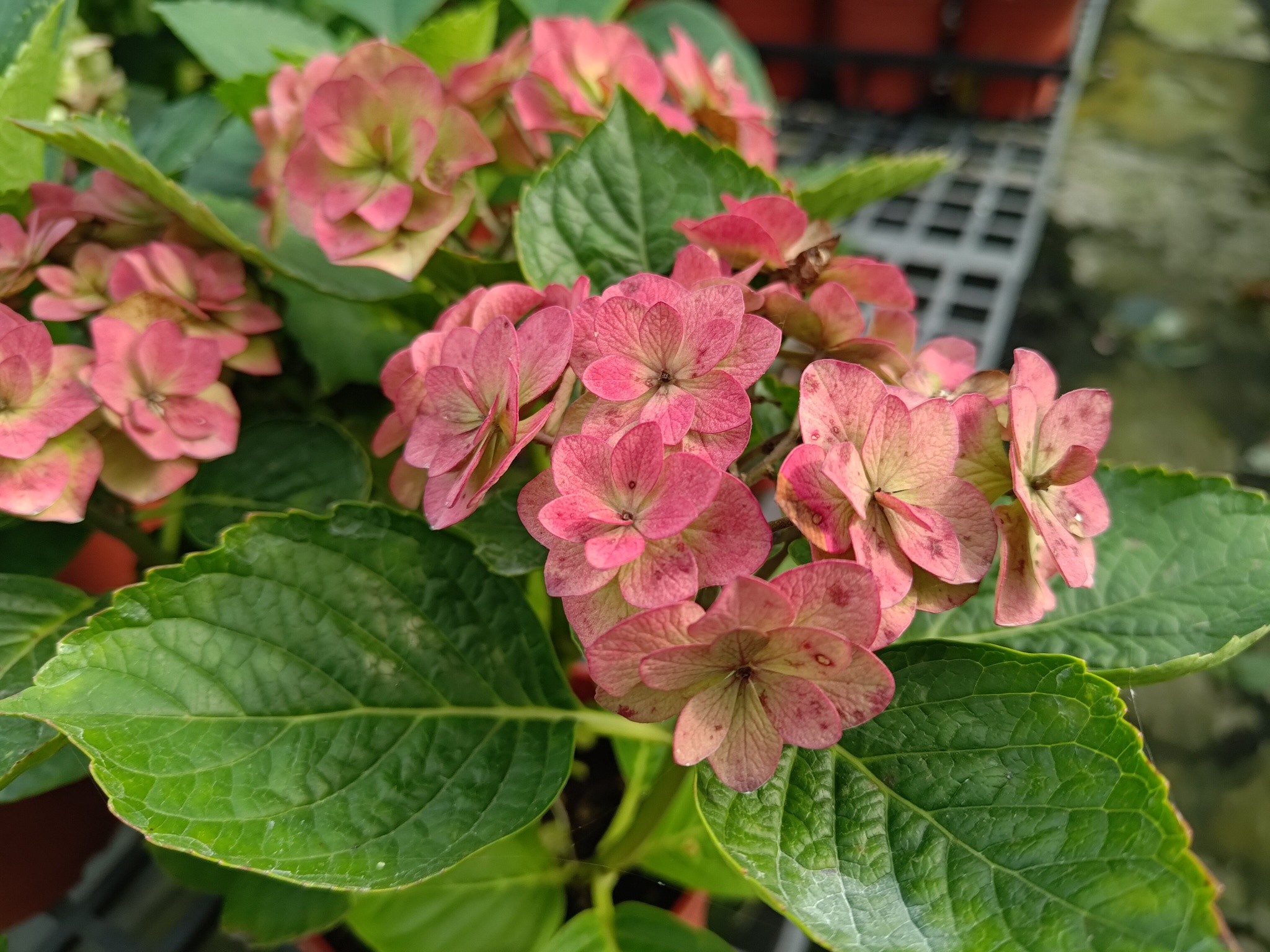 詰雅花卉農園- 繡球花編號：41 學名：Hydrangea macrophylla
