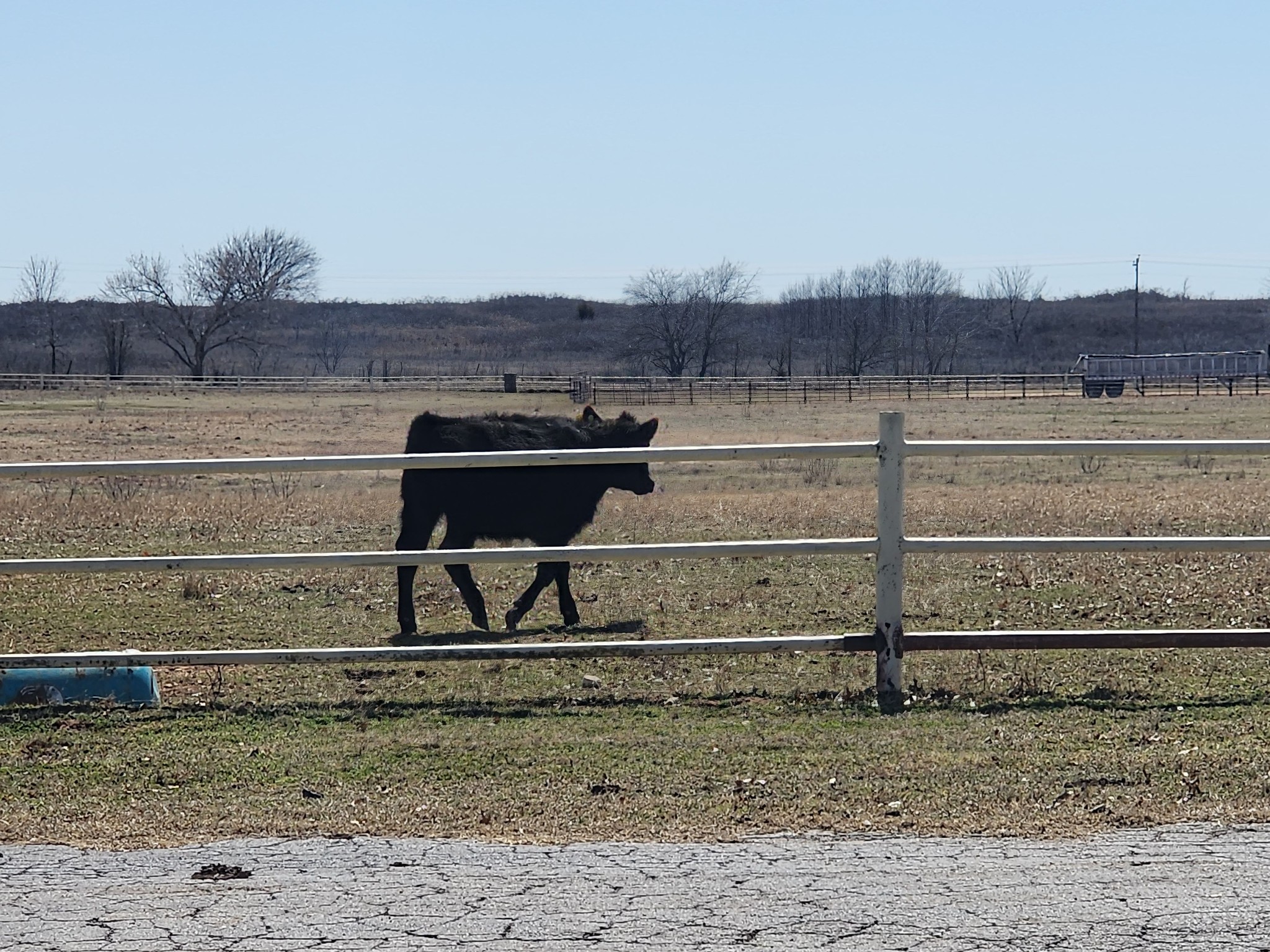 Comanche Rose Ranch | Nocona TX