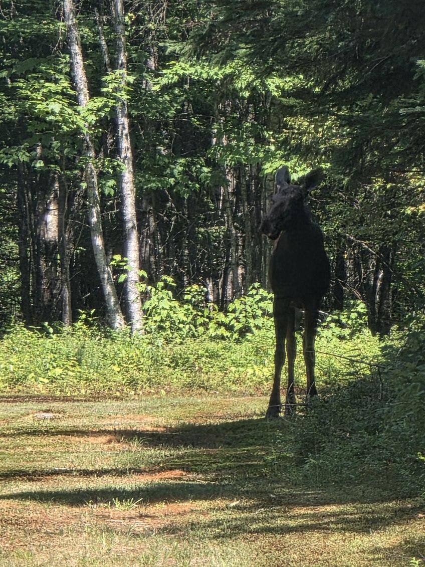 Deer Mountain Lodge & Wilderness Resort | Dummer NH