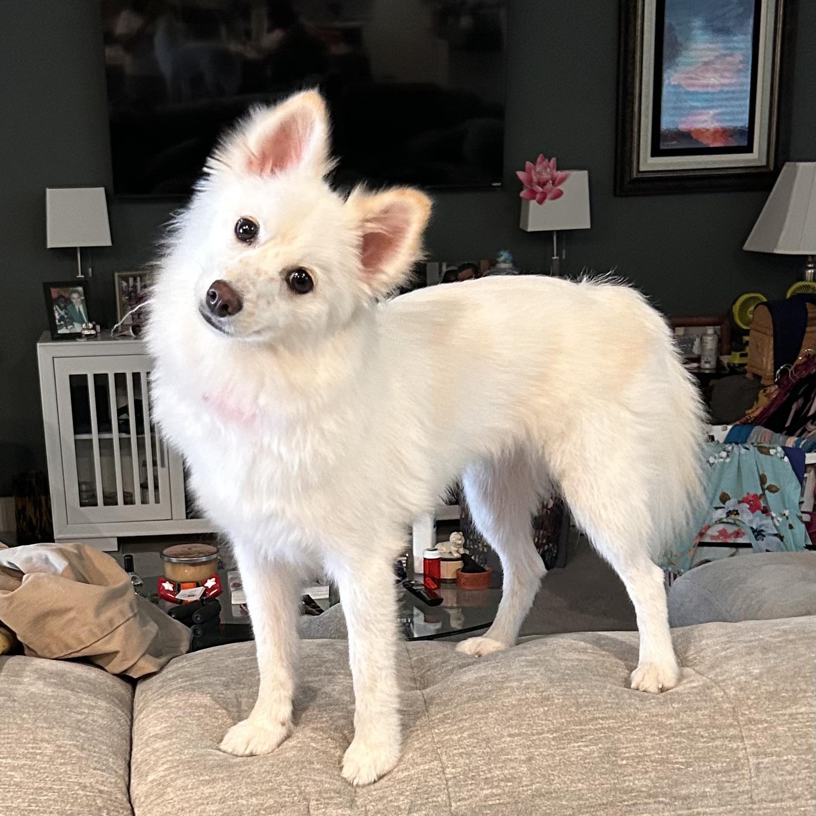 This is ADOPTABLE Avalanche (Val)... - Houston Eskimo Rescue | Facebook