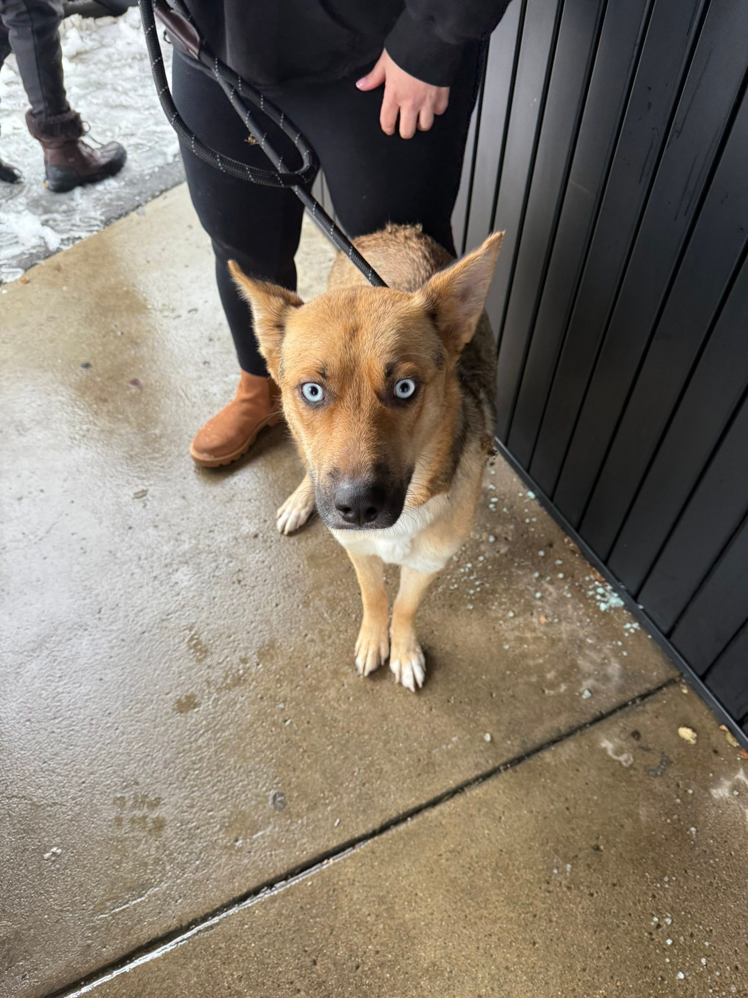 🚑 + 🏡 AFTER THE RESCUE! Winter was... - Detroit Dog Rescue | Facebook