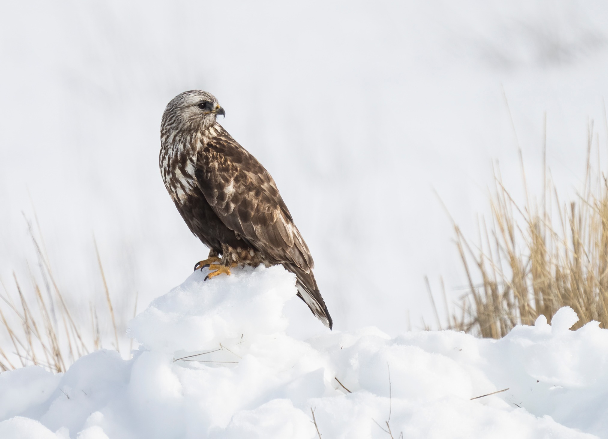 Elster - This is a Rough-legged Hawk, widely regarded as one of the ...