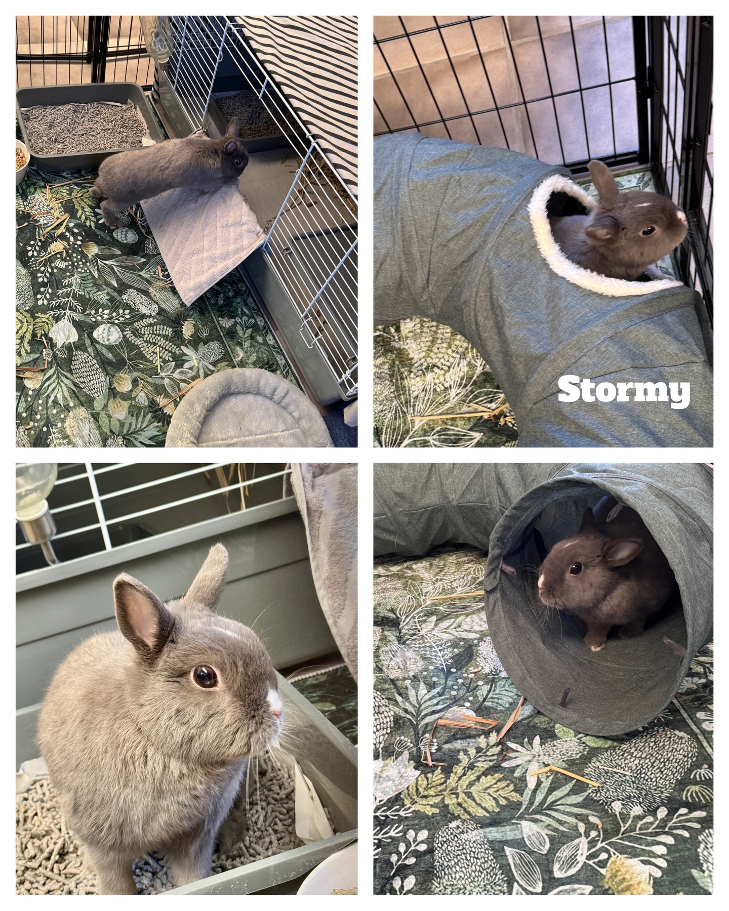 A Bunny Holiday Sydney Rabbit Boarding