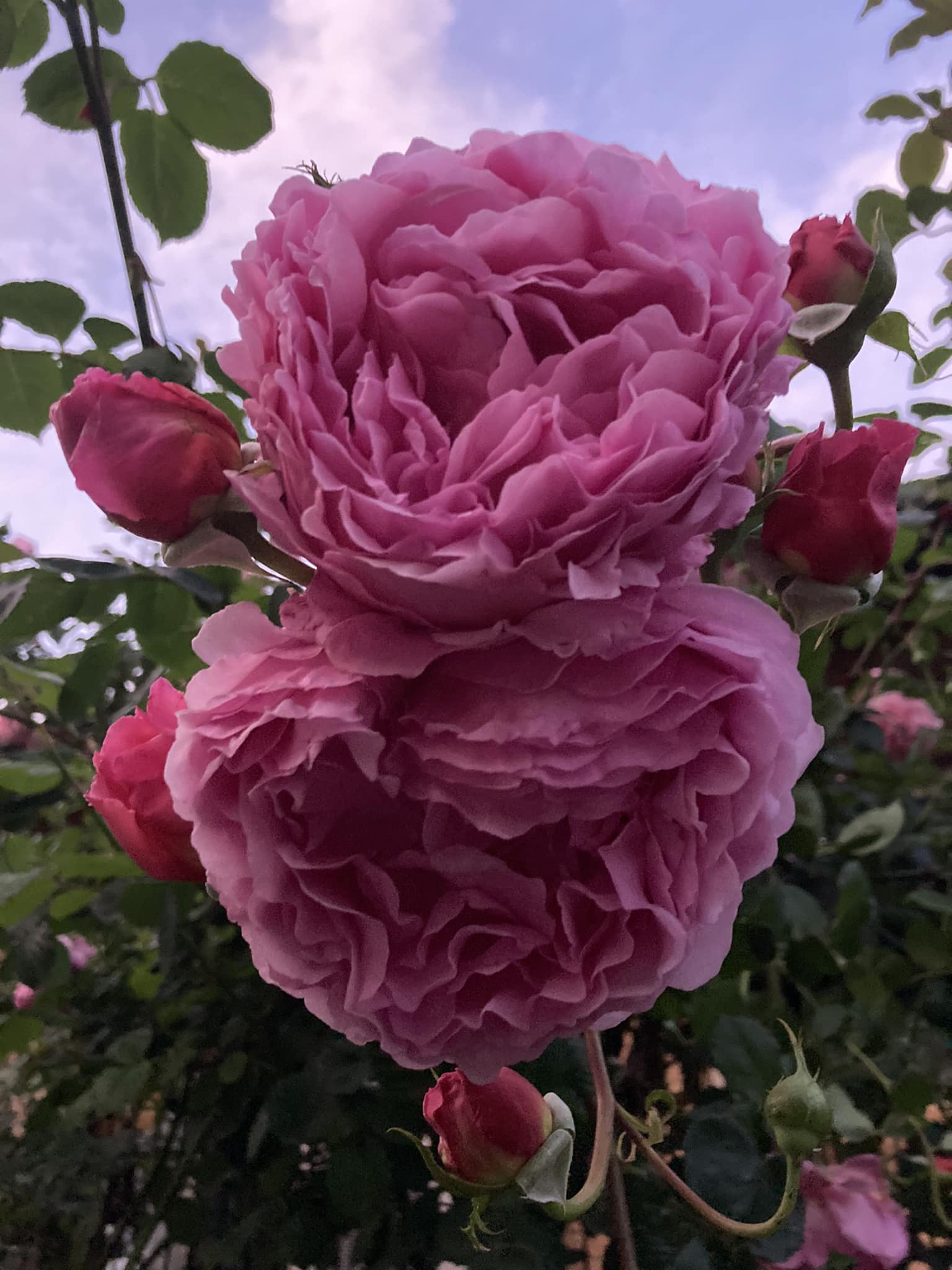 Melville Roses | Bickley WA