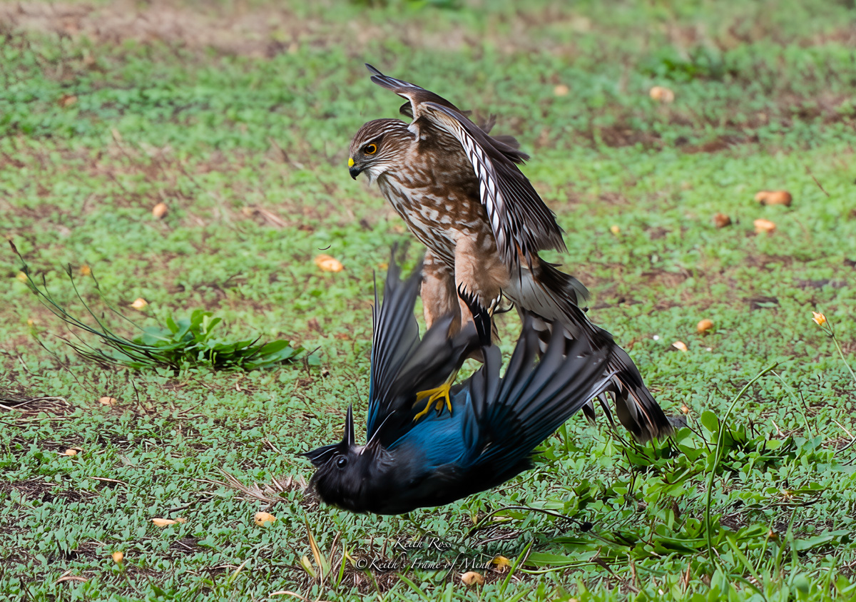 Keith's - Sharp-shinned Hawk vs. Steller's Jay - Advantage Hawk ...