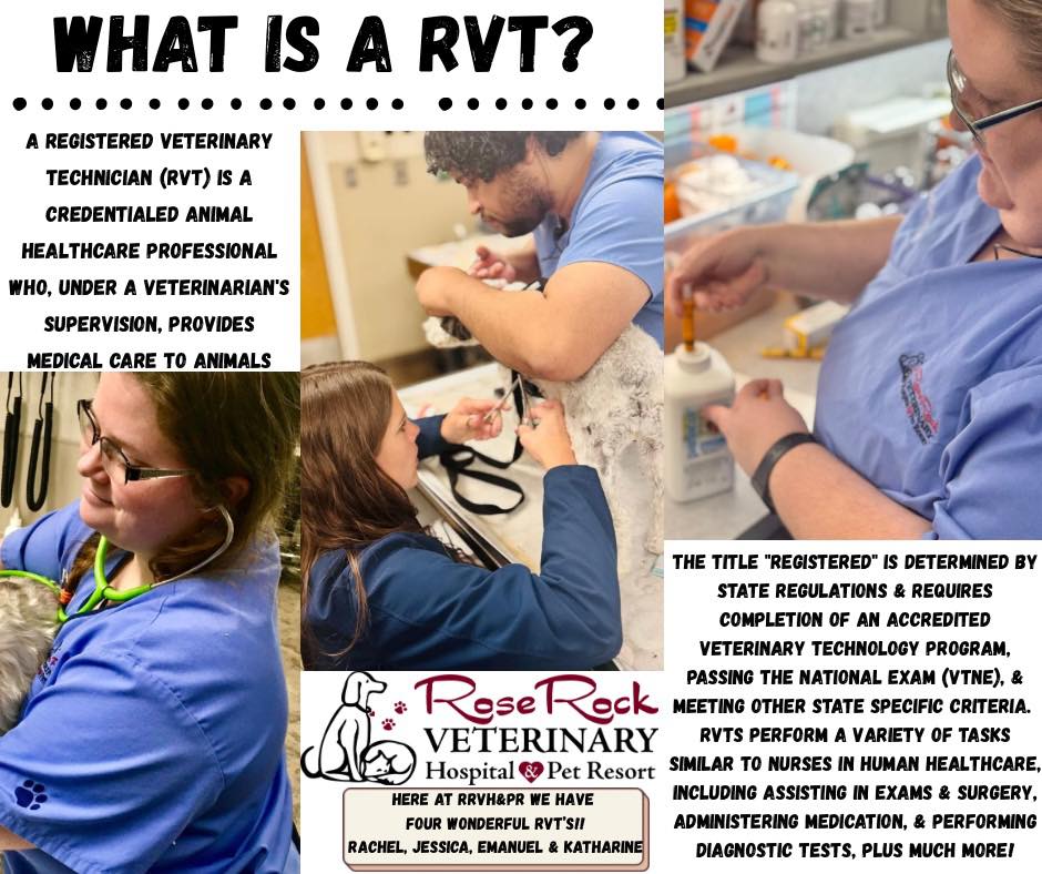 Rose - What is an RVT? A registered veterinary technician (RVT) is a ...