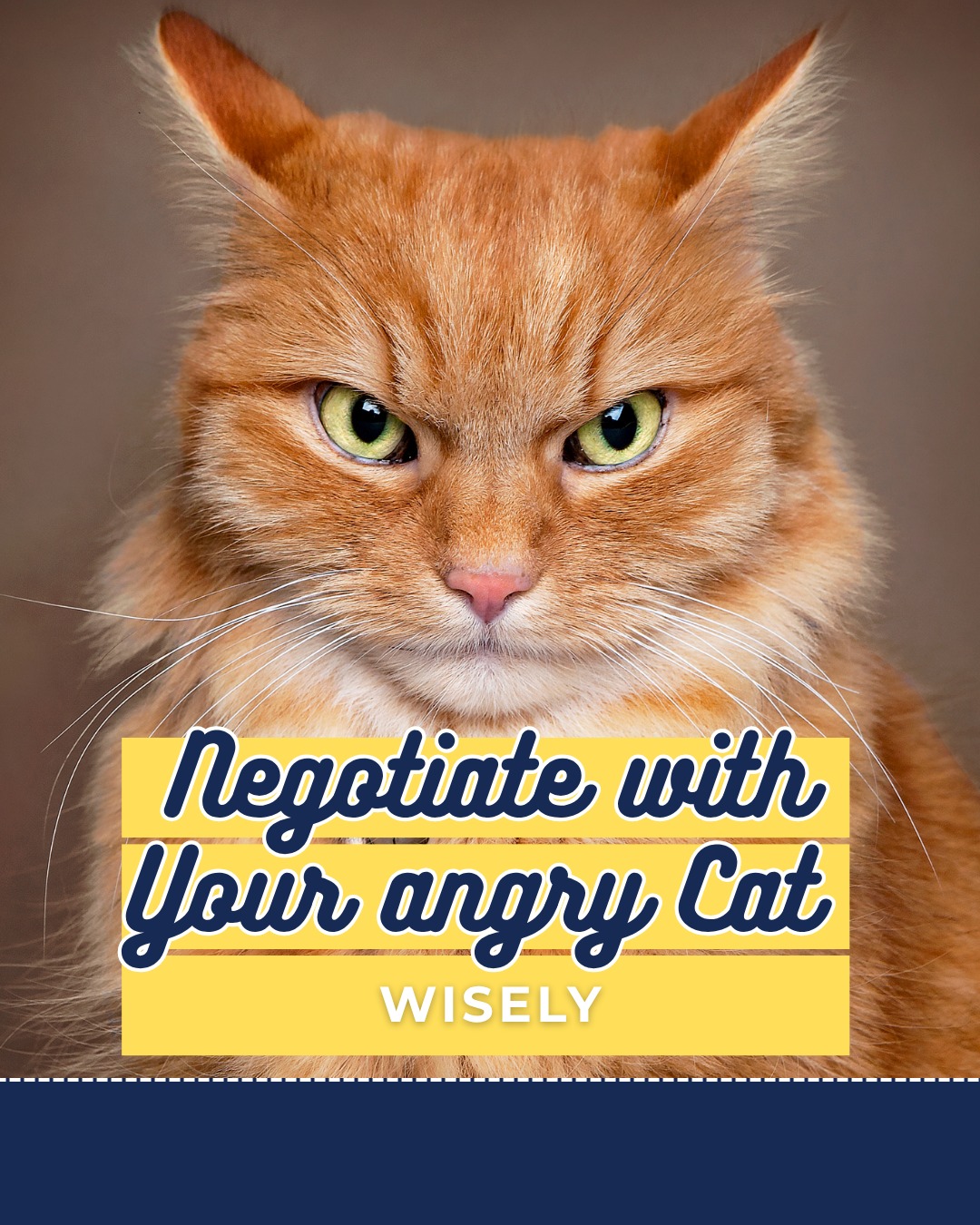 🐾 How to Calm an Angry Cat 😾 😼... - Palmetto Animal Hospital | Facebook