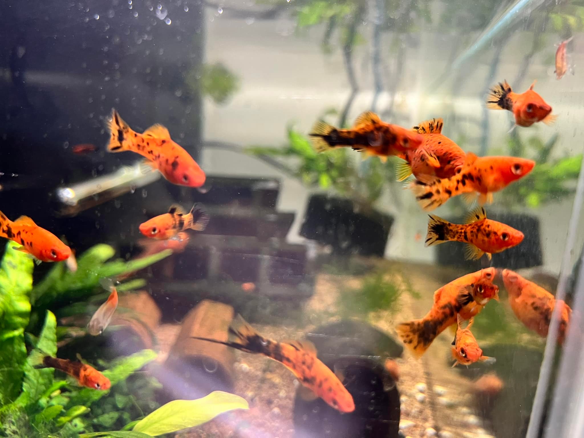 Alpha & Omega Exotics | Cedar Rapids IA