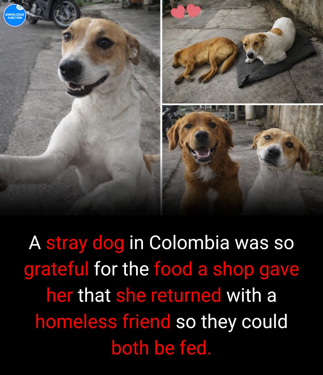 Knowledge - The story of a sweet stray dog in Cajicá, Colombia, has ...