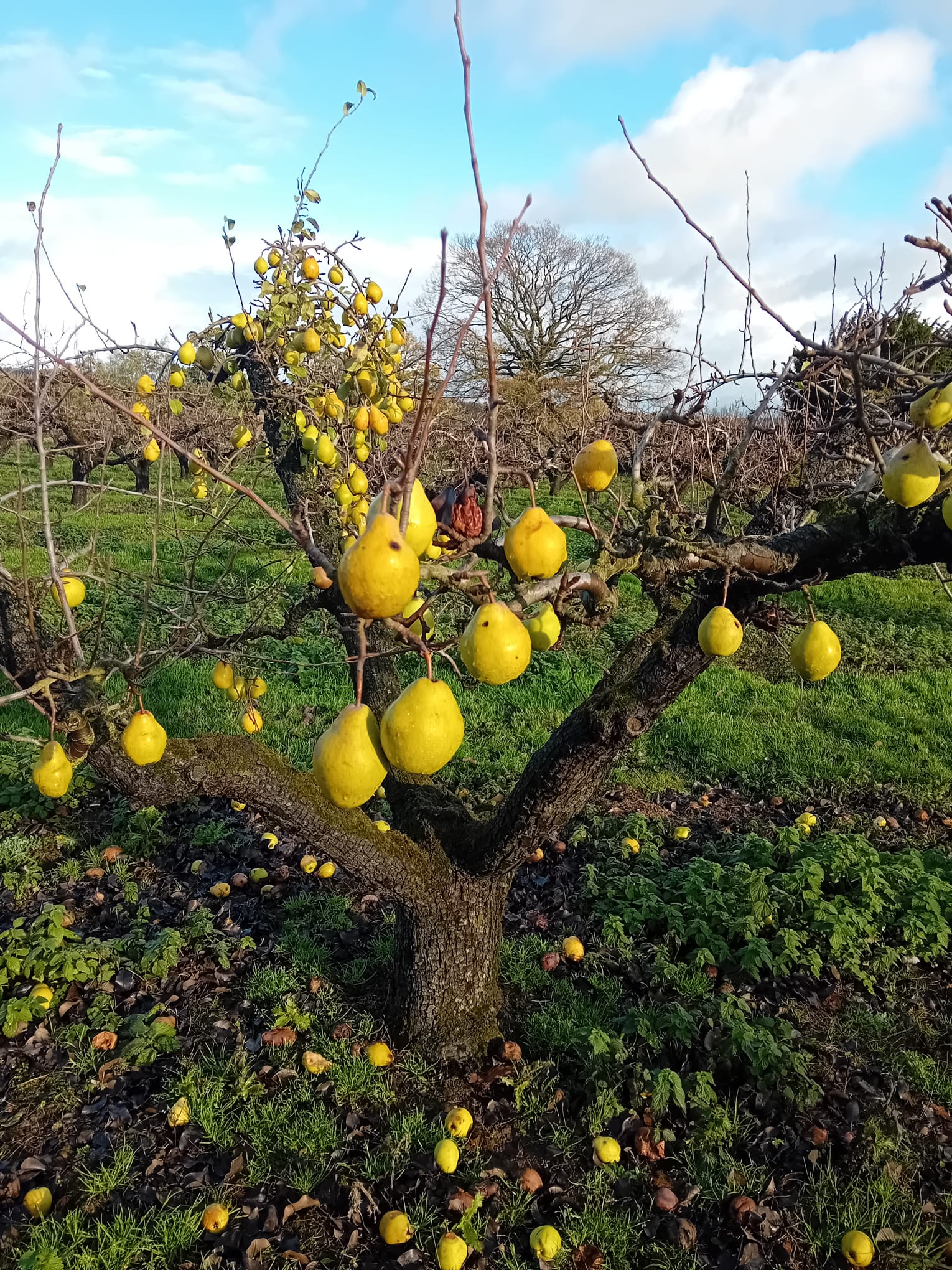Maynard House 'Orchard-pressed apple juice' | Bury St. Edmunds