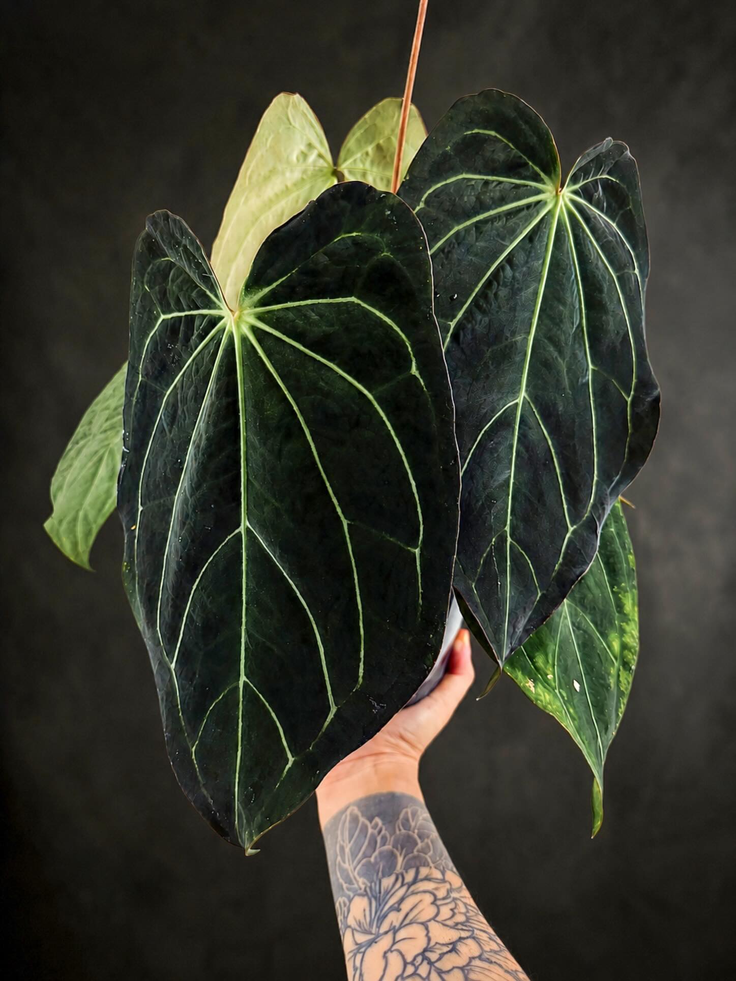 Magic - Selected BVEP Tezula x BVEP Scott Cohen First batch of