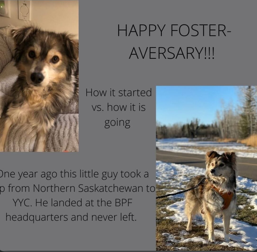 Six years ago you arrived in YYC... - Brave Path Forward | Facebook
