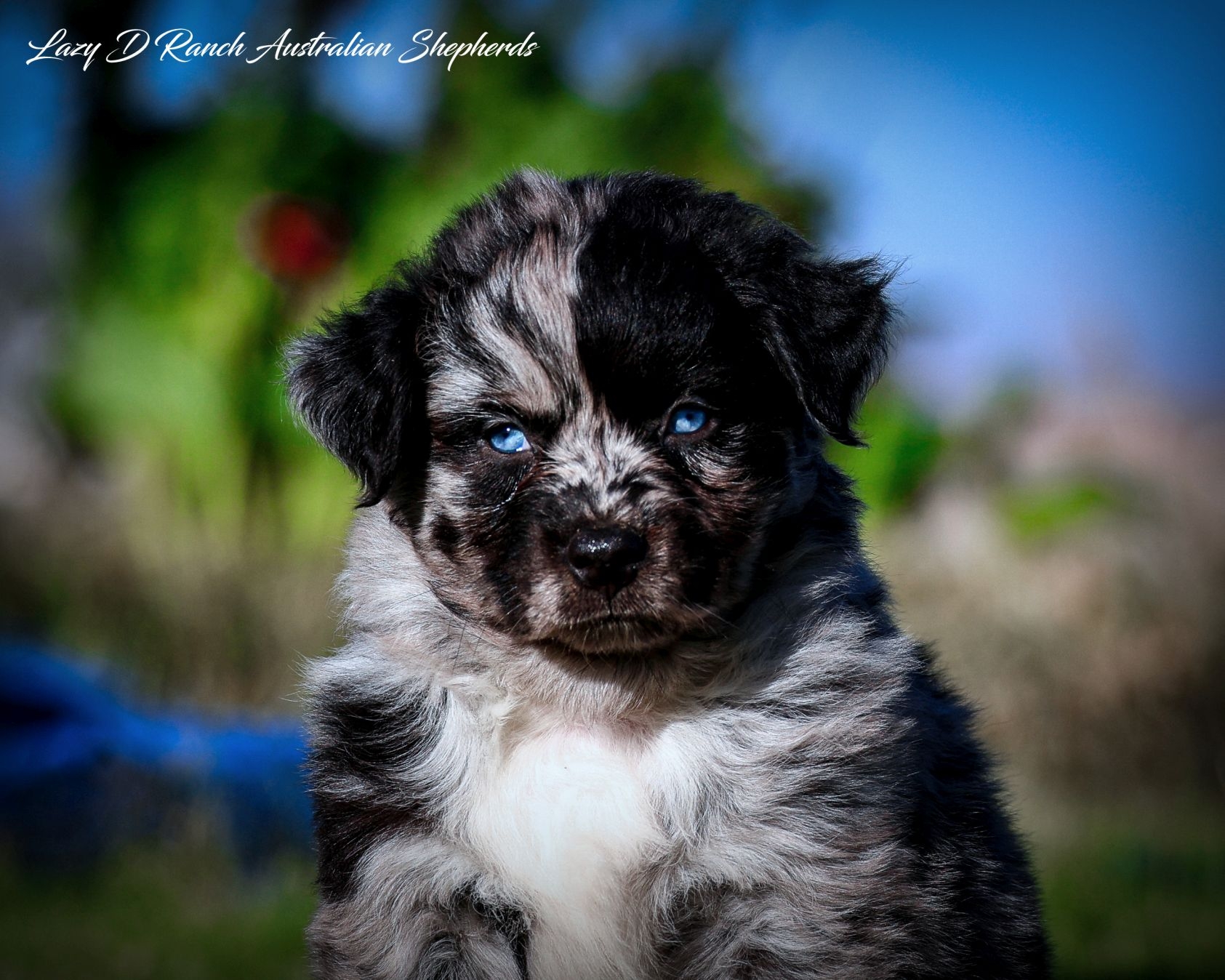 If you have sent me a PM, please... - Lazy D Ranch Aussies | Facebook