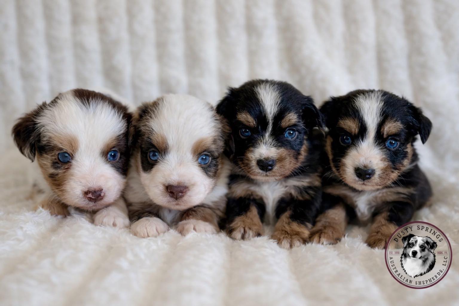 Dusty Spring Australian Shepherds | York PA