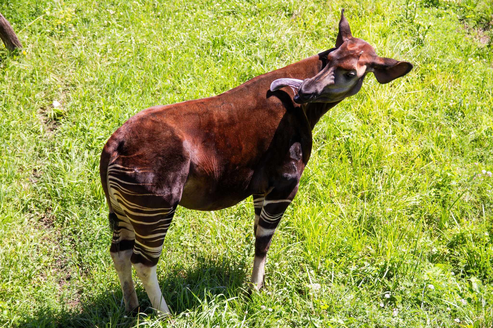 DYK an okapi's tongue can reach up to 18 inches long? 👅 Get an up