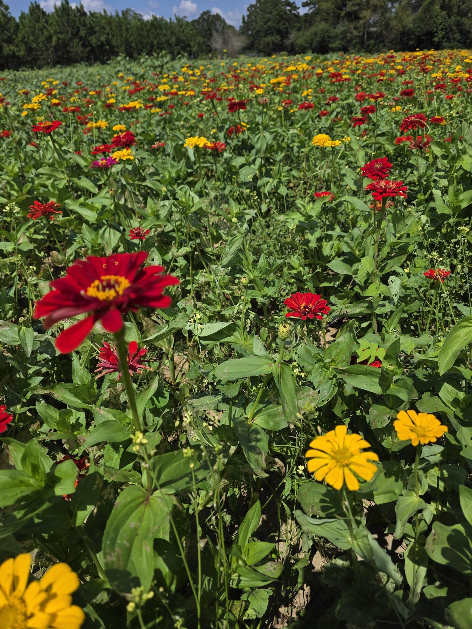 Coastal Ridge Farm | Picayune MS