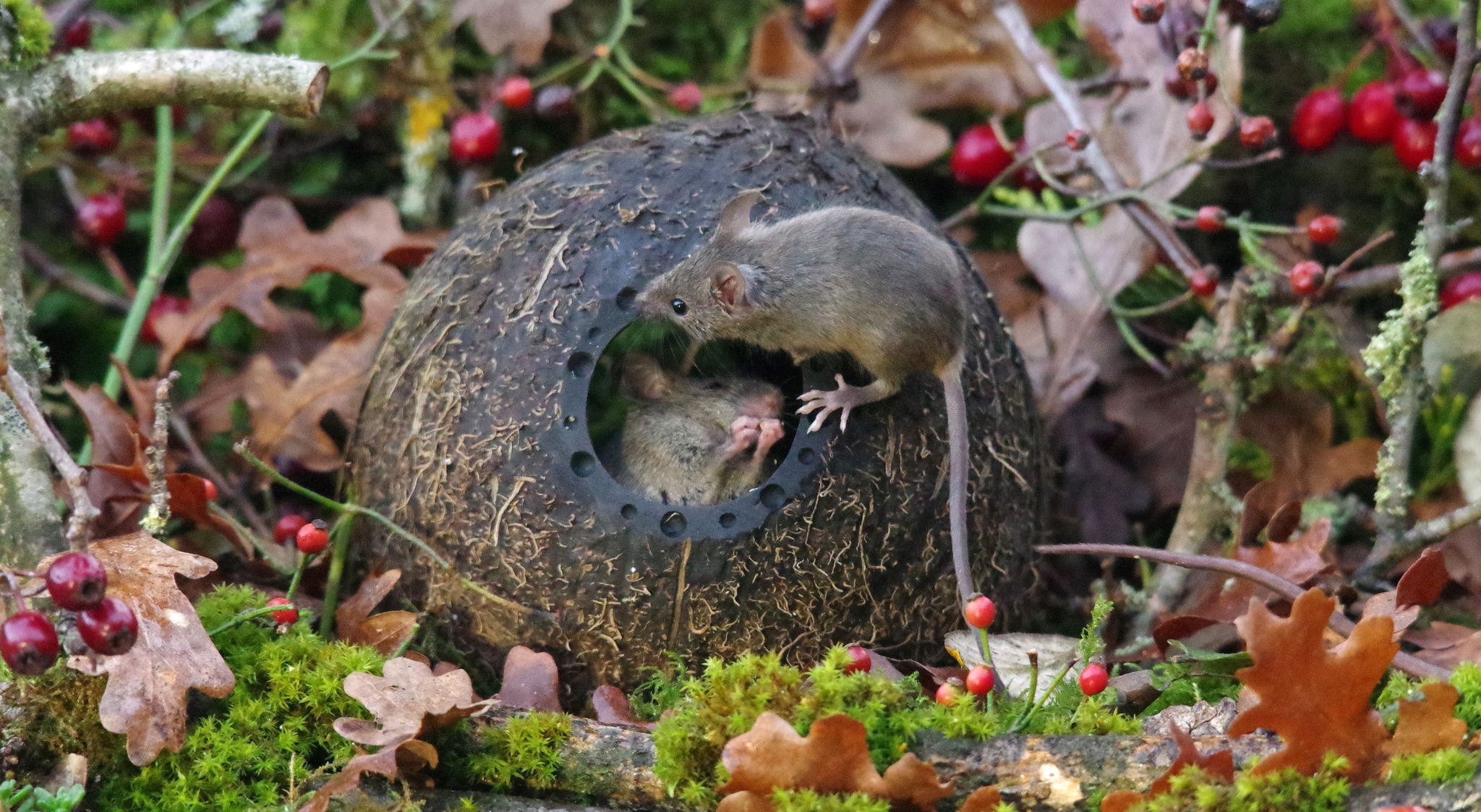George the Mouse in... - George the Mouse in a log pile house