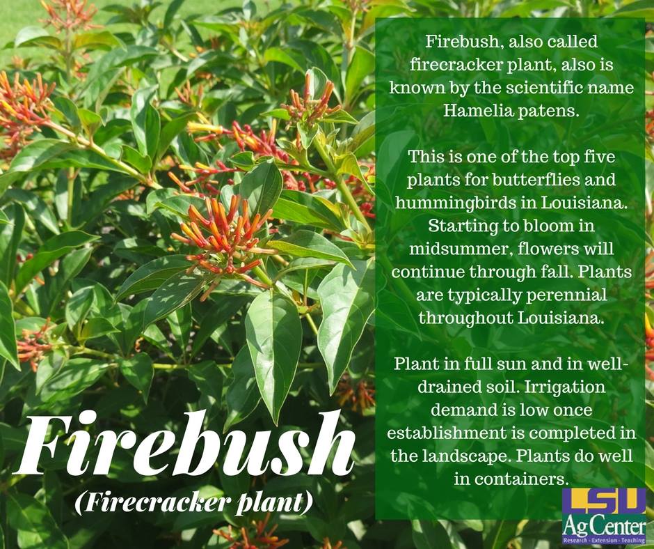 LSU AgCenter - Firebush, also called firecracker plant, also is known ...