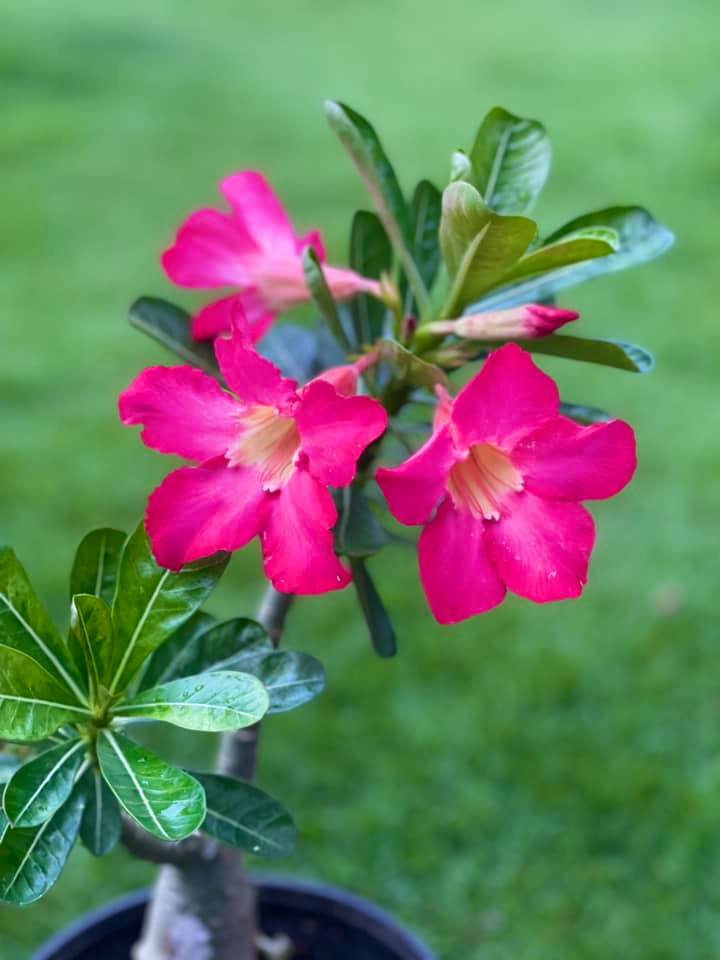 Lady Leaf - 🌿 DESERT ROSE (Adenium obesum) 🌿 📍Location:... | Facebook