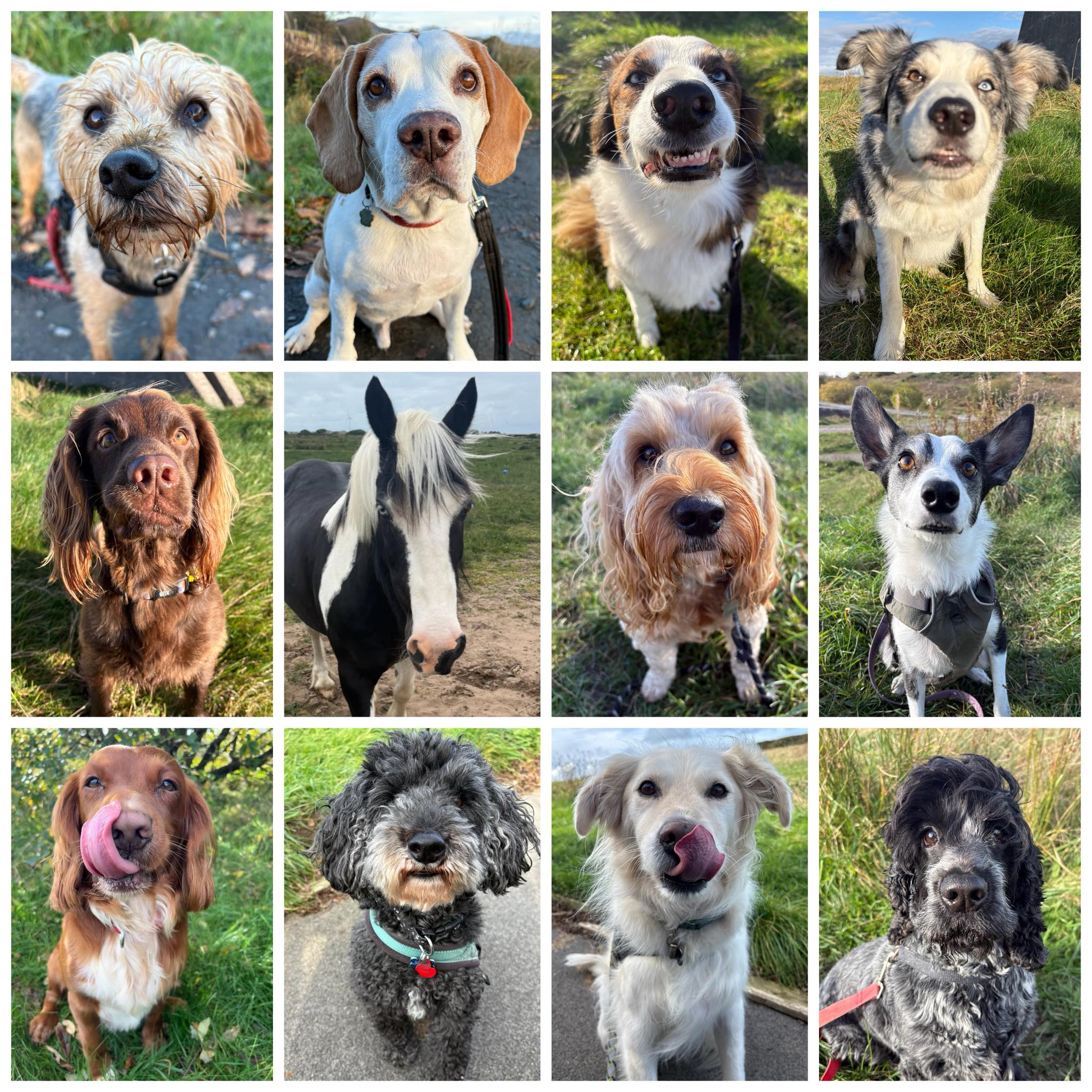 Paws, - 🍂💕 Sparky, Archie, Bailey, Bobby, Red, Trevor, Charlie, Trouble ...