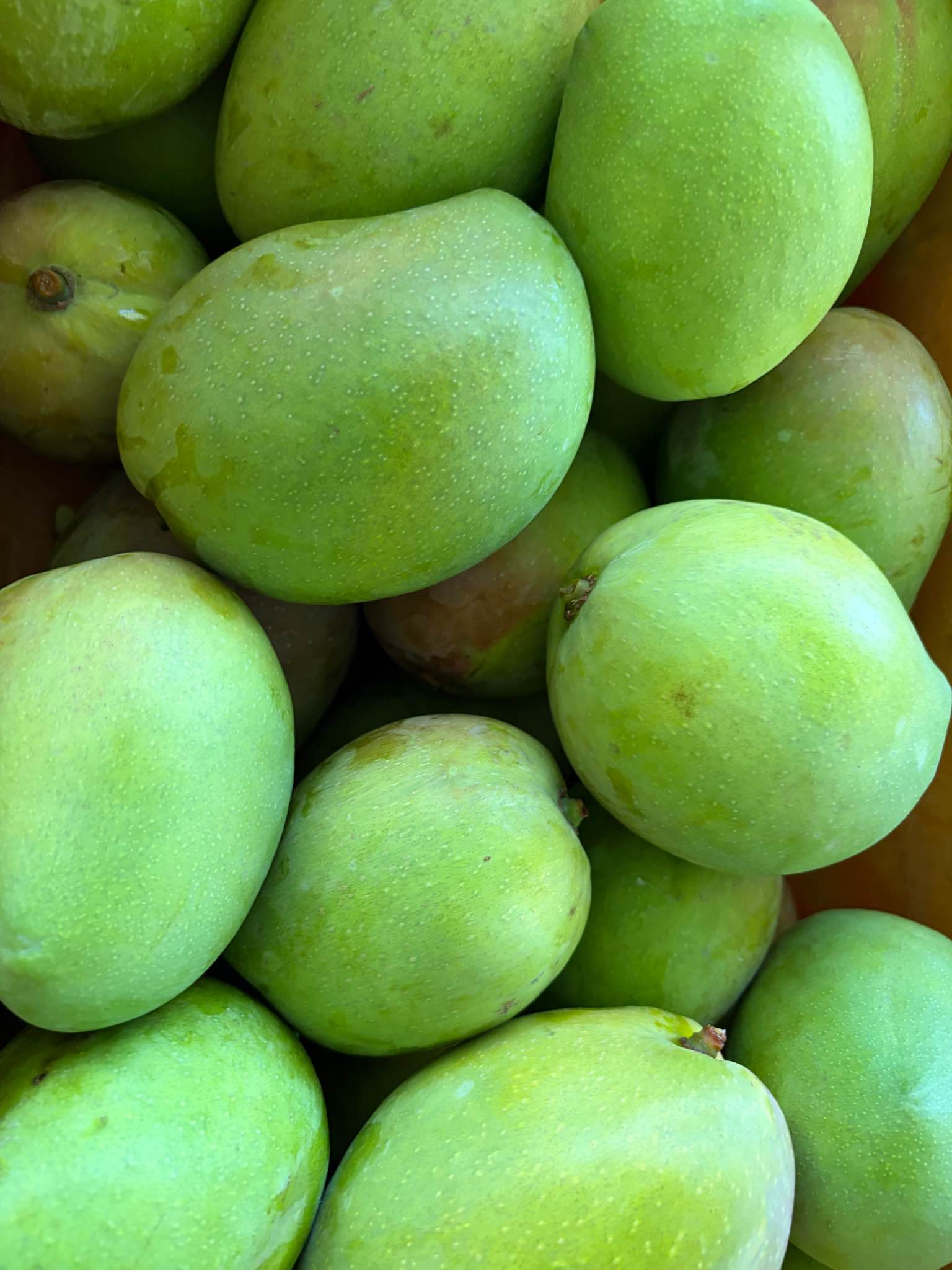 Freshly picked semi-ripe KP and R2E2 mangoes - $6.50per kg - Food ...