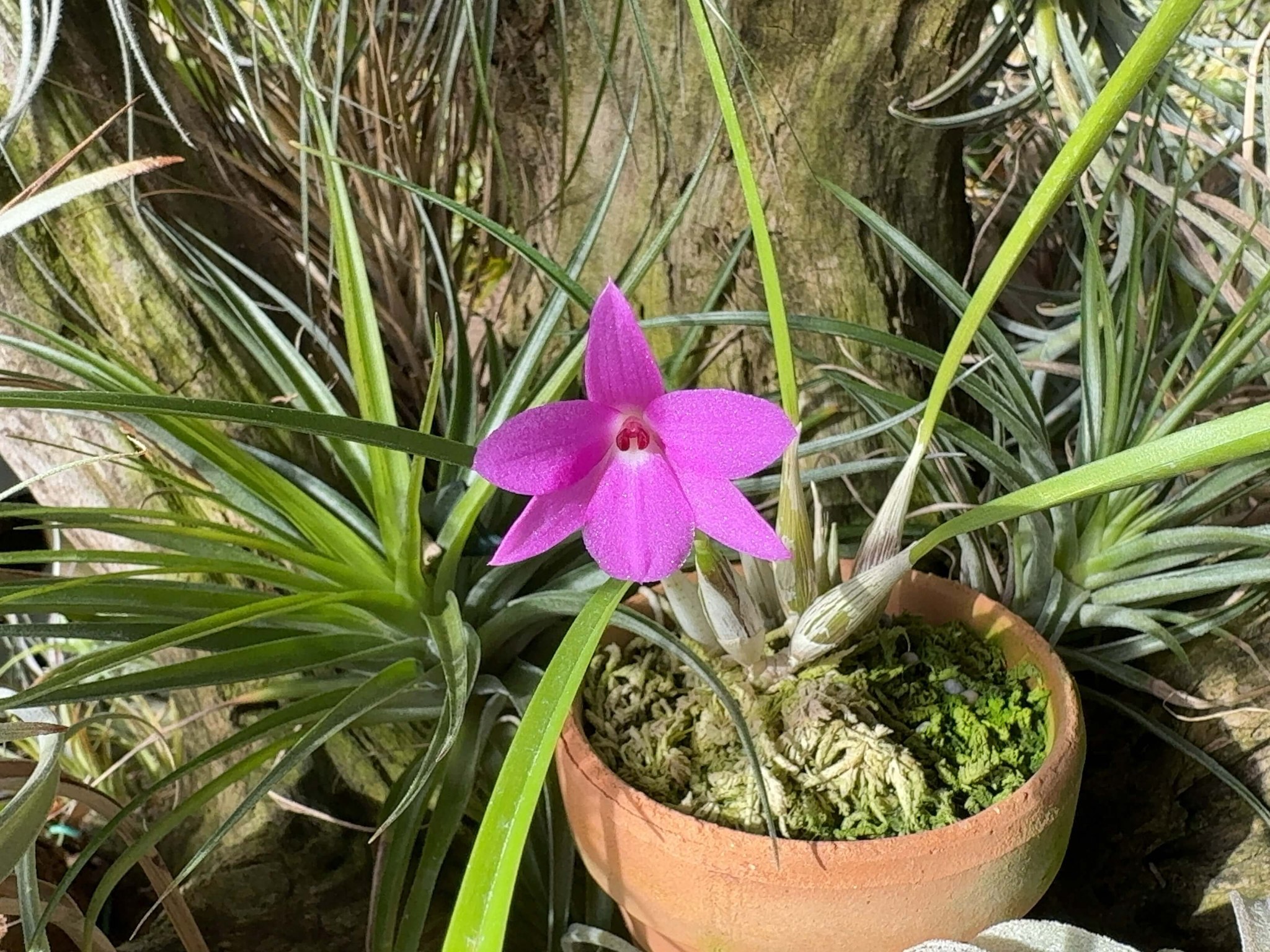 中藤洋蘭園-Nakato Orchids (@NakatoOrchid) • Facebook