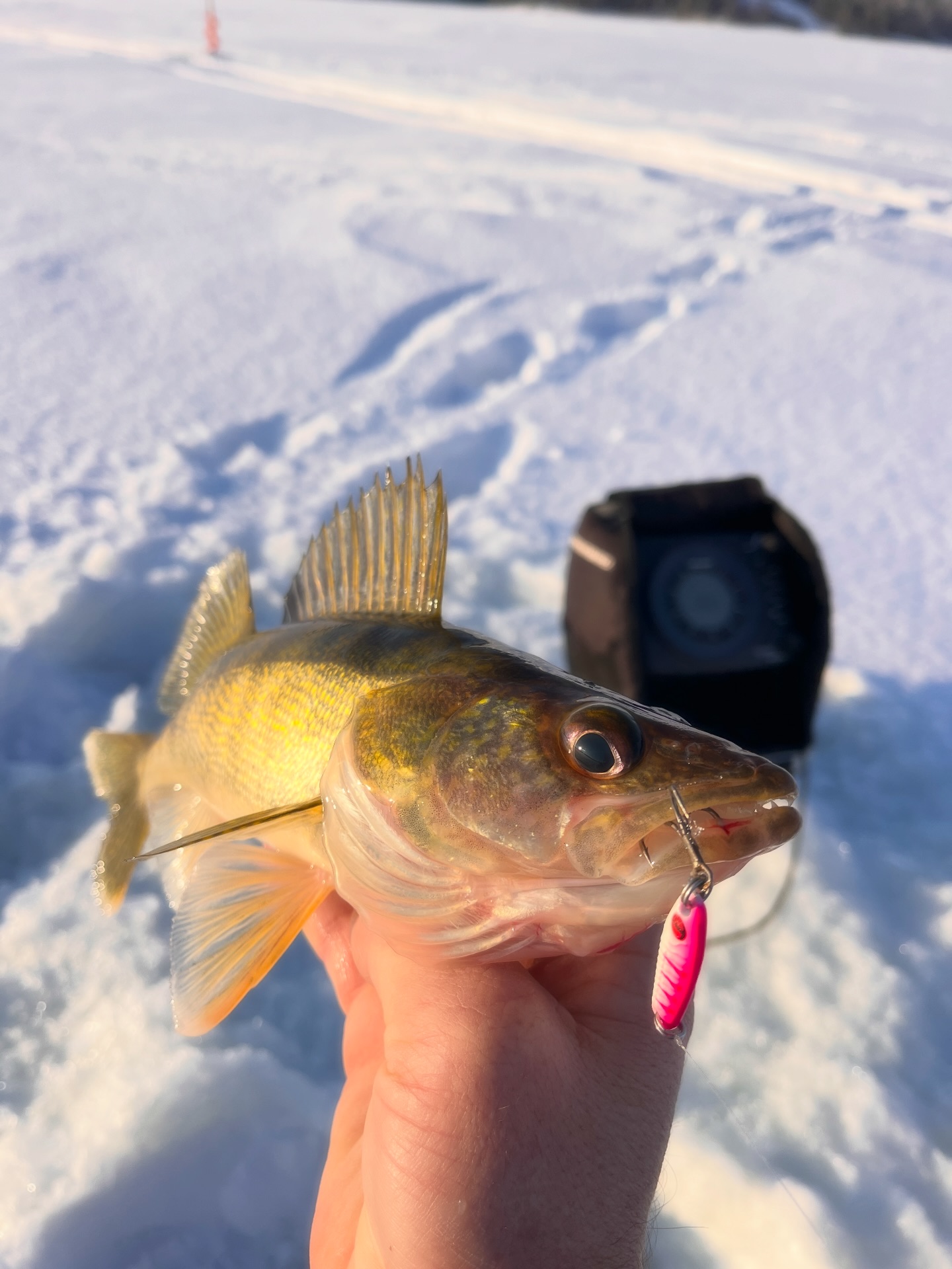 best lure for freshwater fish MadBite Fishing Kit Color:Light Green Pumpkin 10+1 ball bearing reel All the Small Things