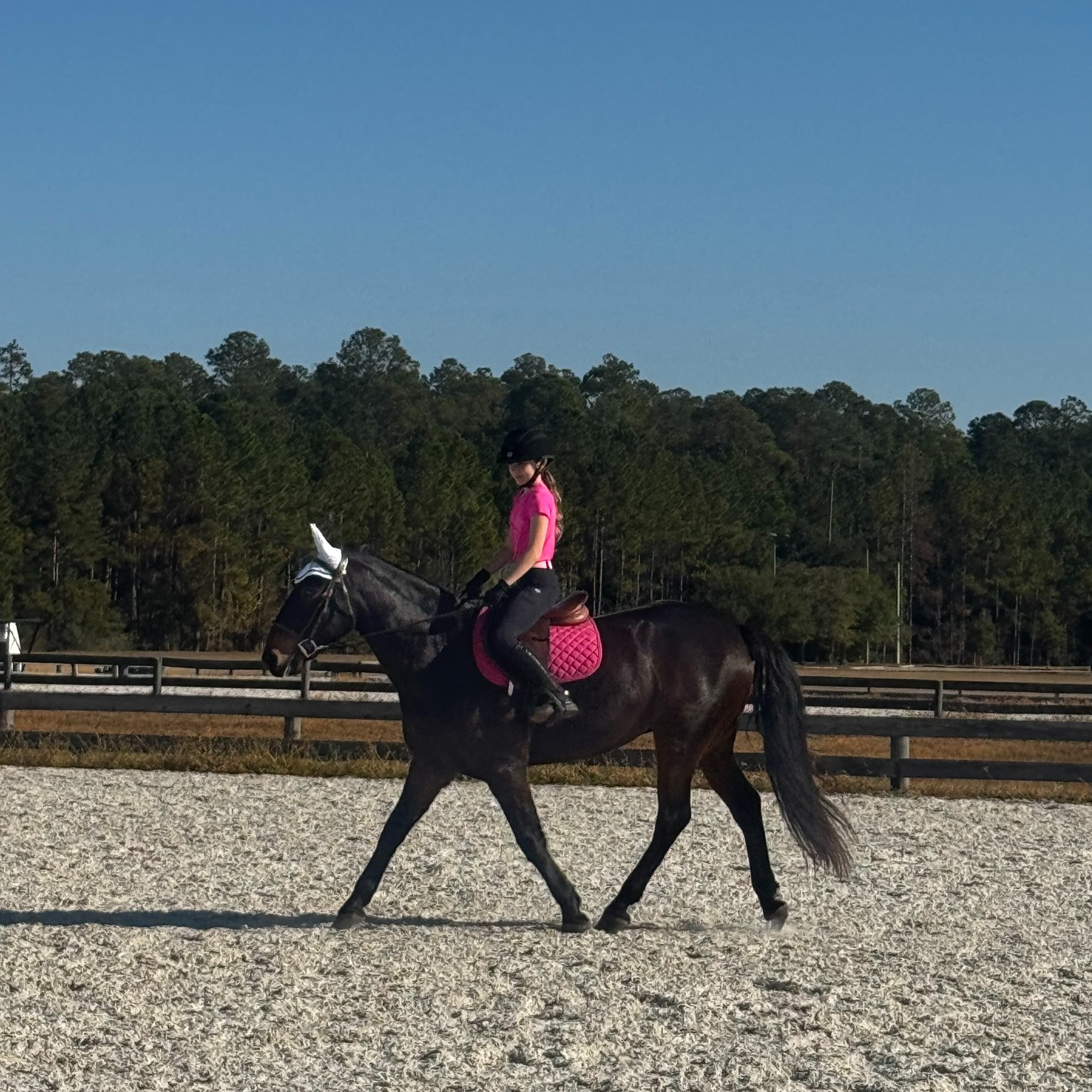 ERAF -... - ERAF - Equine Rescue and Adoption Foundation