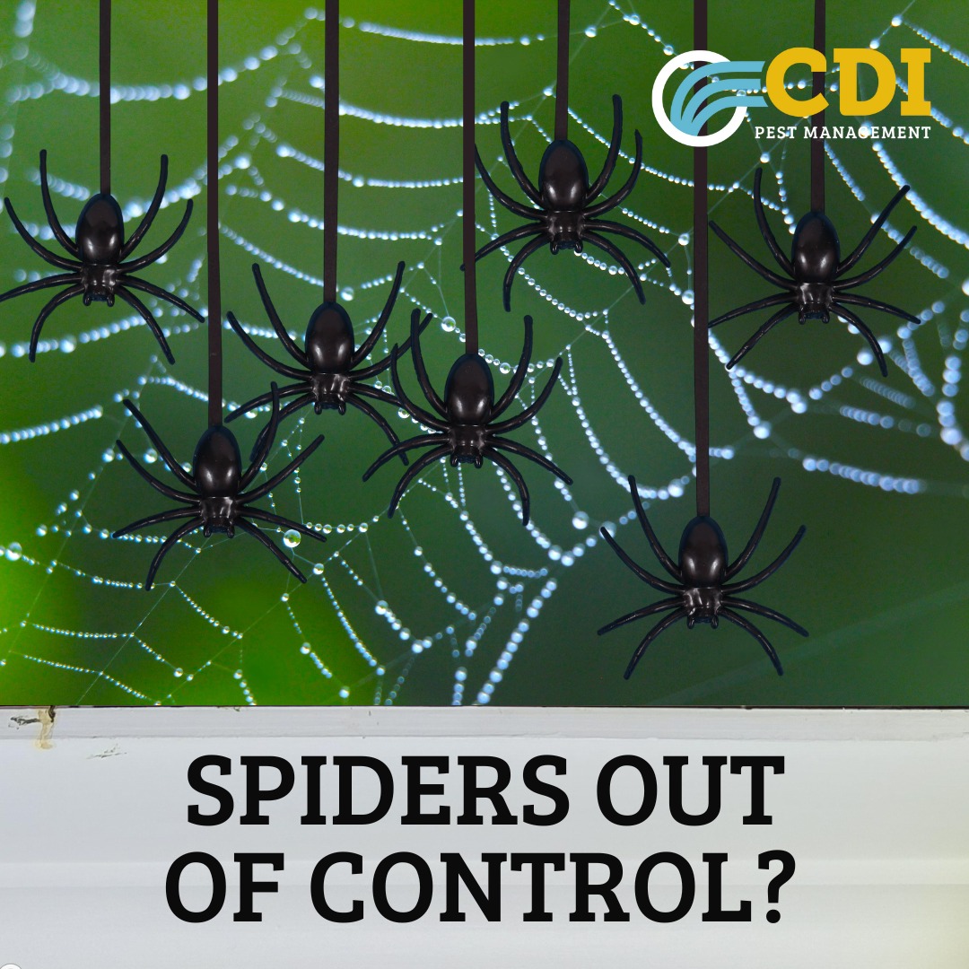 Our spider treatment targets both... - CDI Pest Management | Facebook