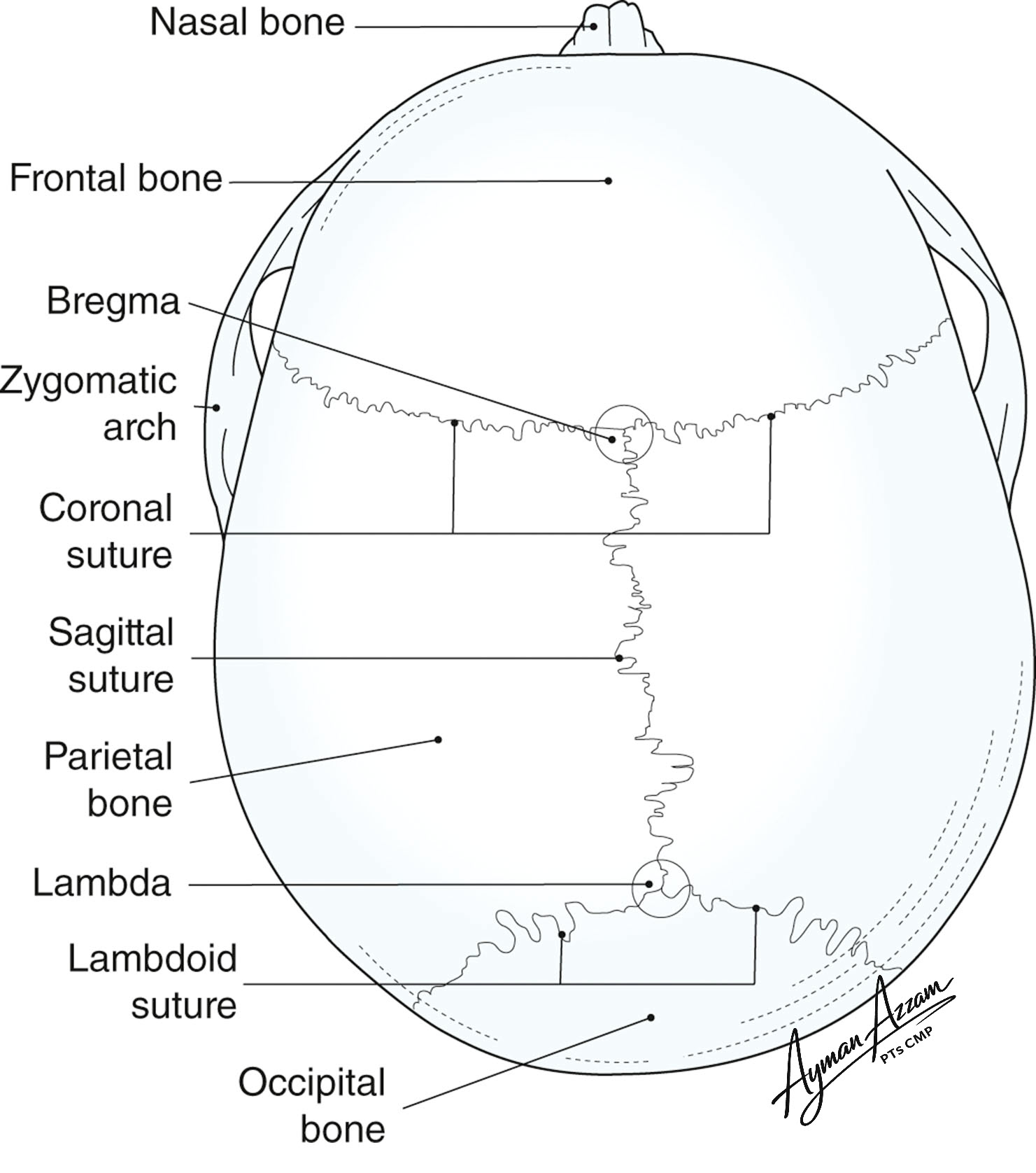 Skull Anatomy (... - Ayman Azzam PTs CMP Educational Page | Facebook