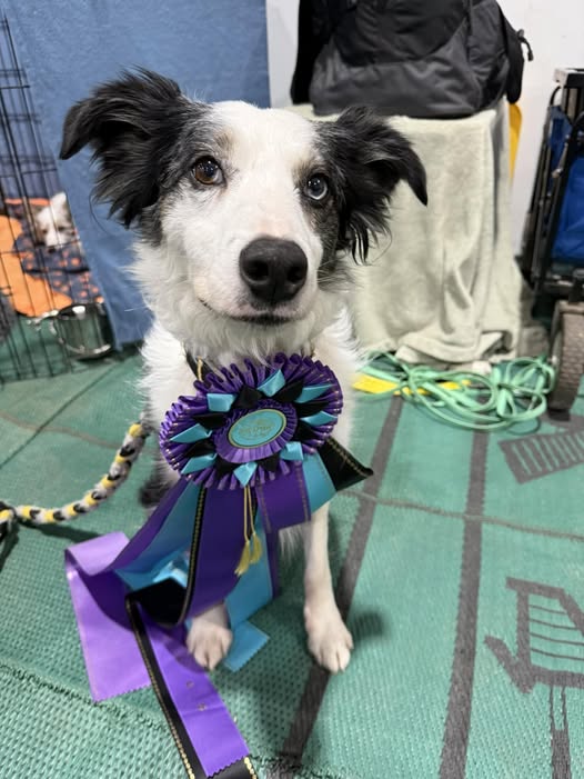 Ruff Agility KY | Louisville KY