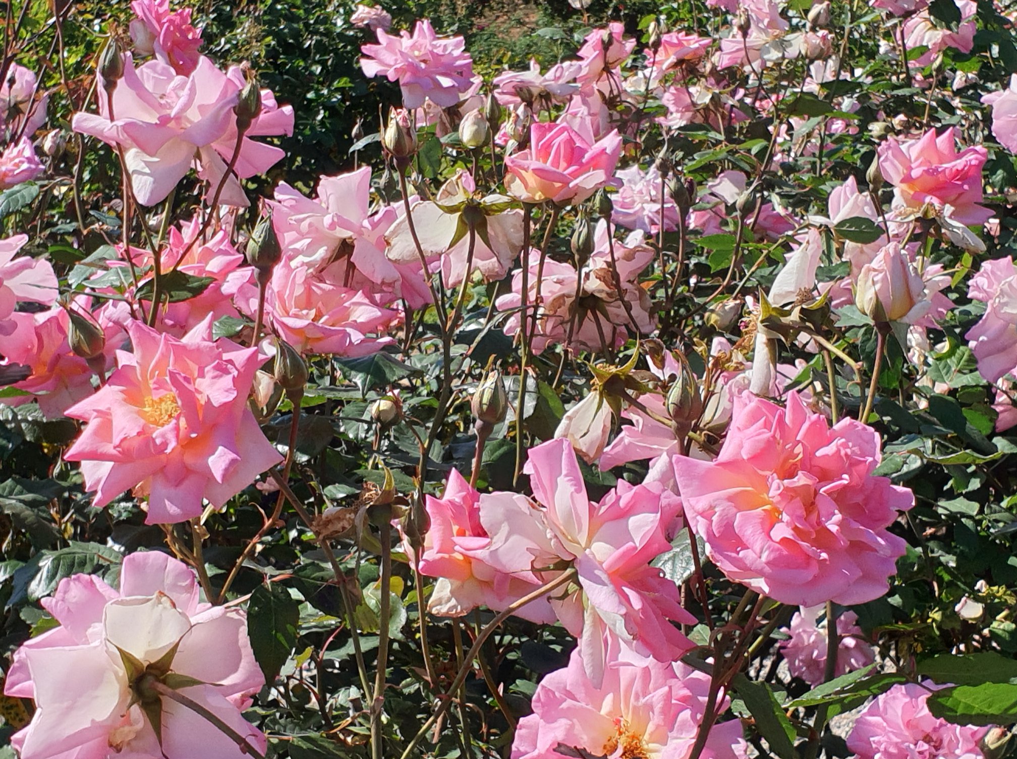 Victoria State Rose Garden | Werribee South VIC