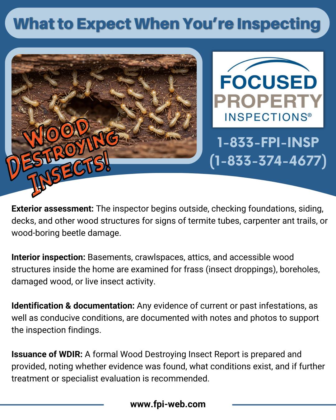 🐜 What to Expect When... - Focused Property Inspections | Facebook