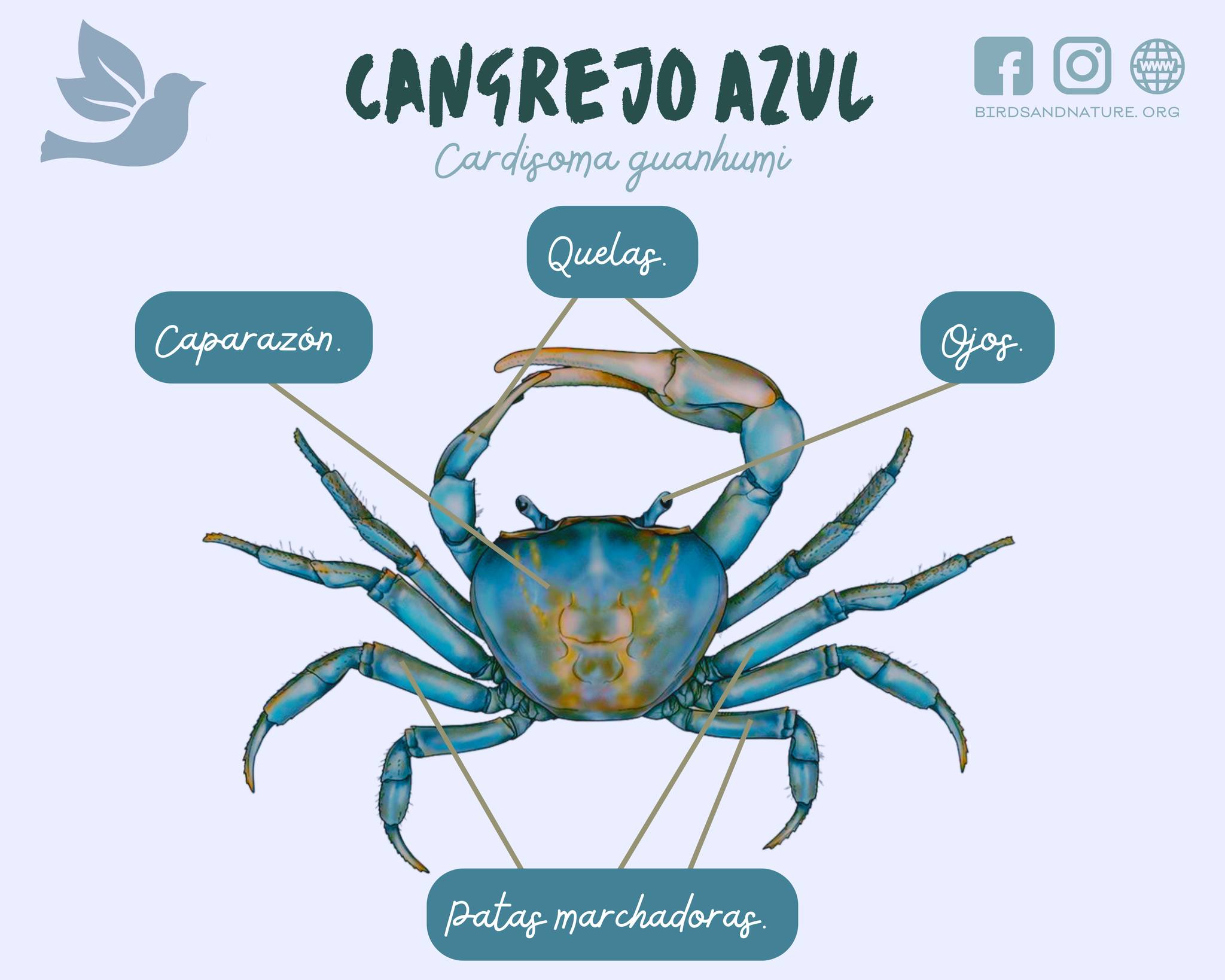 anatom-a-del-cangrejo-de-r-o-anatom-a-del-cangrejo-de-r-o