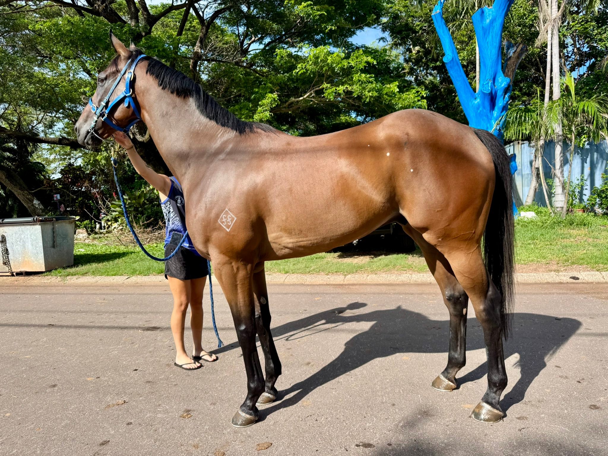 Clarke Racing Stables
