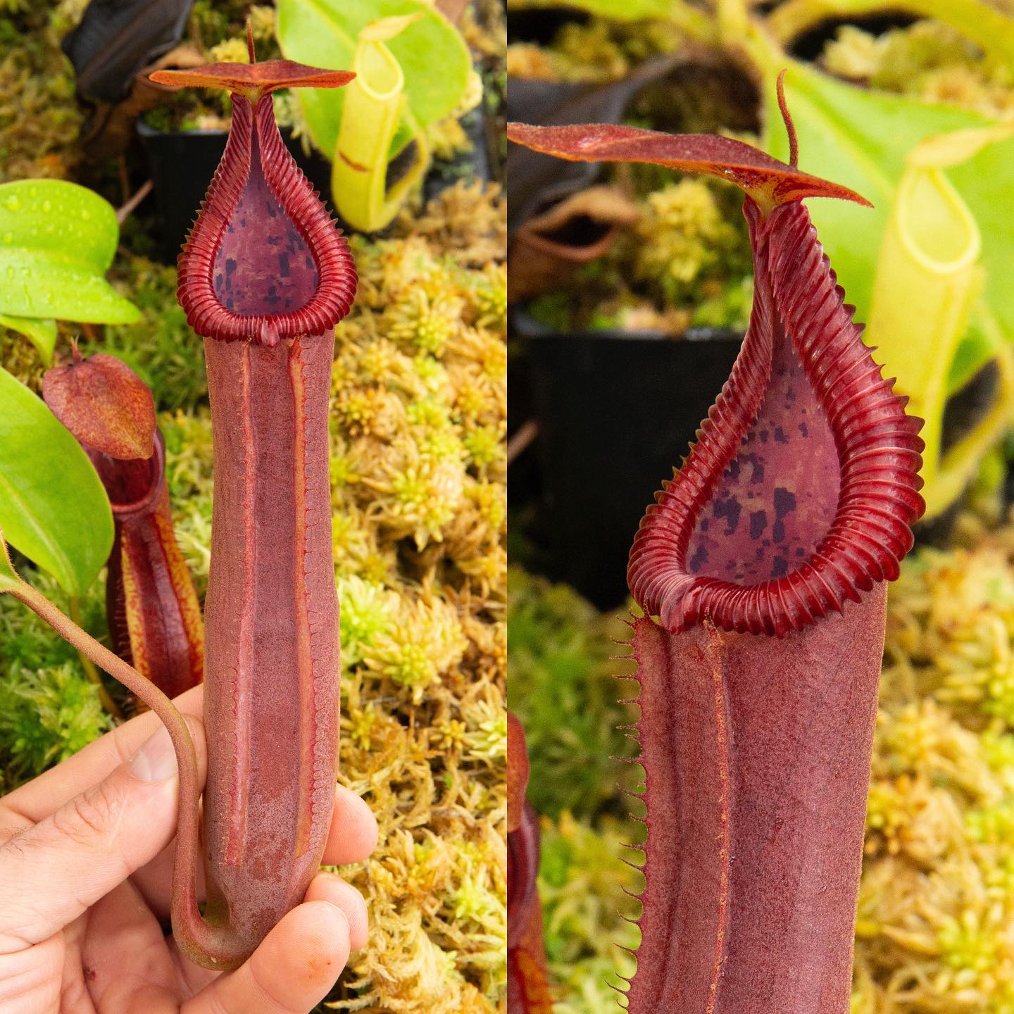 Redleaf Exotics' n. truncata x edwardsiana hybrid nepenthes