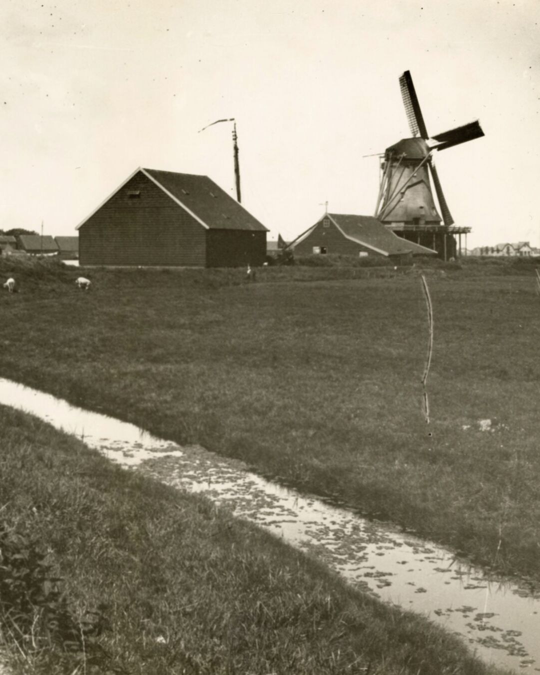De Zaansche Molen | Zaandam
