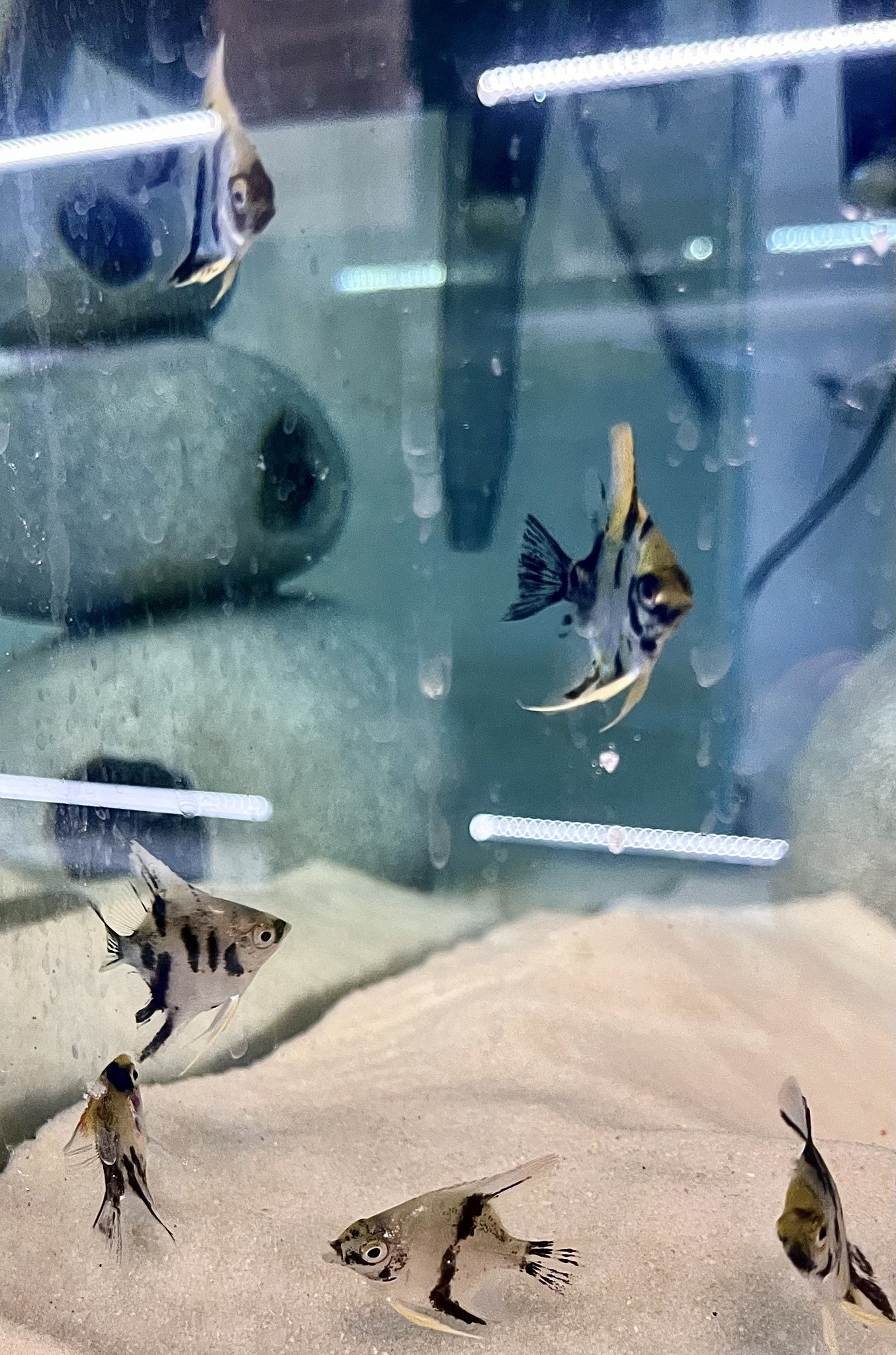 1 Fish 2 Fish... - 1 Fish 2 Fish Dartmouth Aquarium Supplies