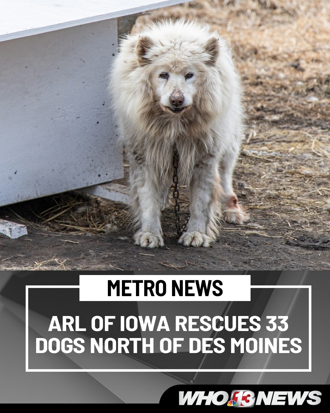 WHO - The Animal Rescue League of Iowa says it aided in the rescue of ...
