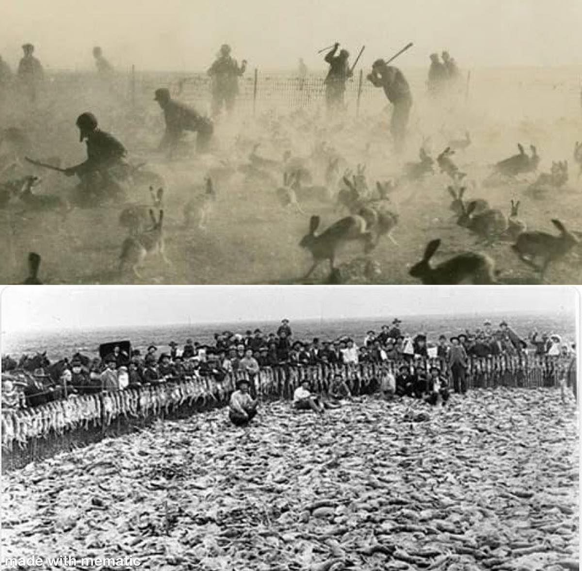 Rack - There was a time when prople clubbed jackrabbits by the ...