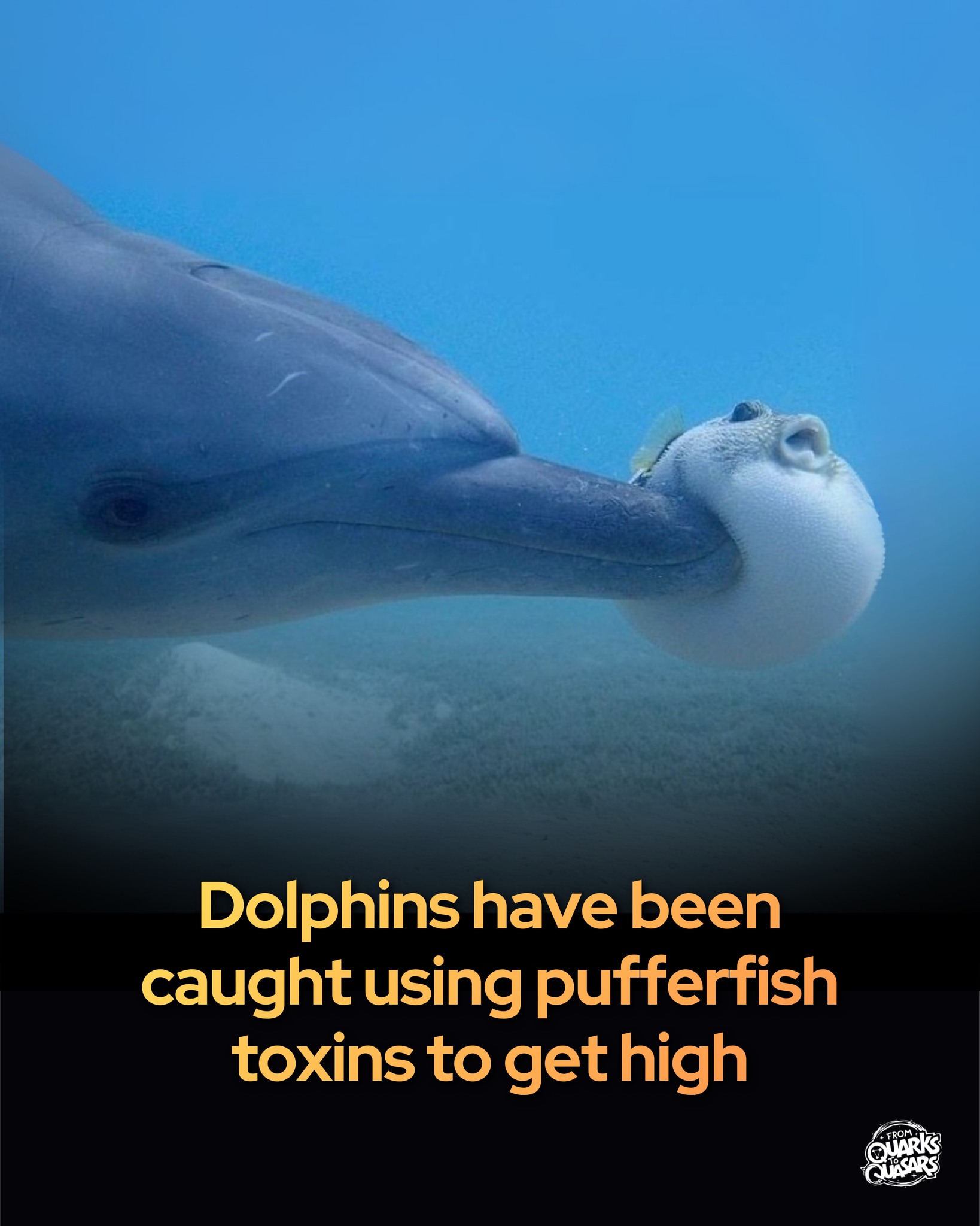 From - Dolphins appear to have found a way to get high. In rare footage ...
