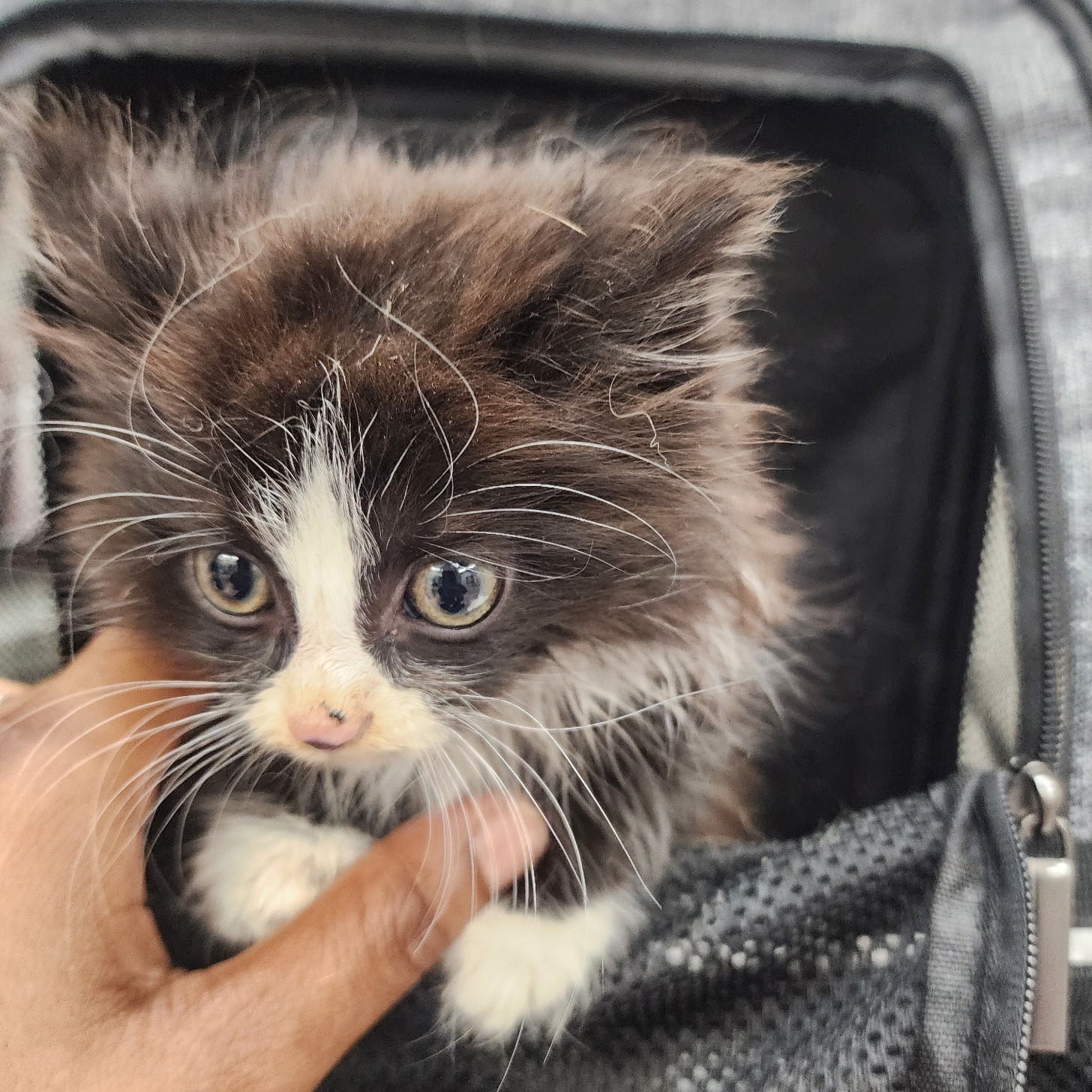 Heekin - This tiny sweetheart found her way to the right place. 🐾💕 One ...