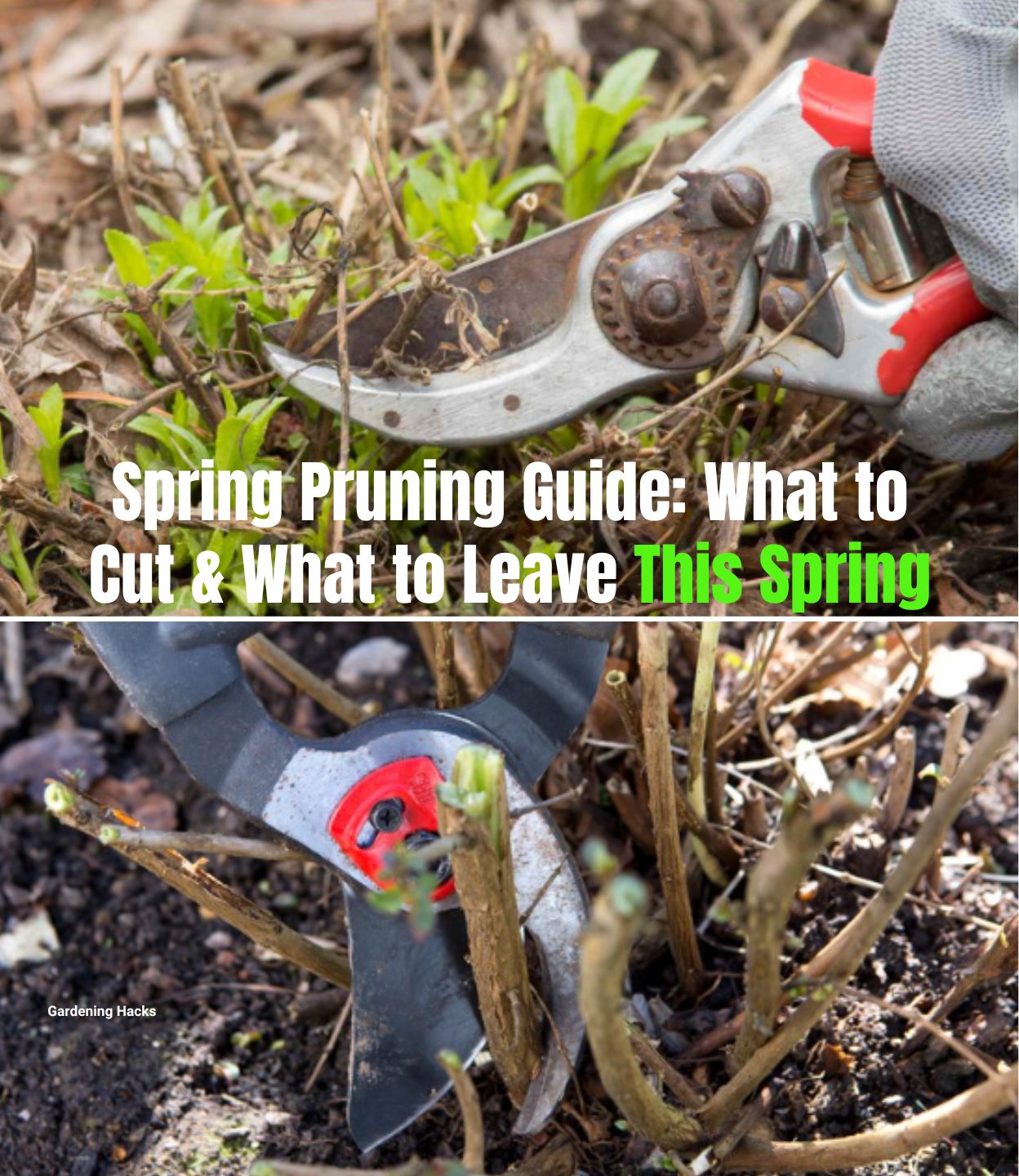 Gardening - Spring Pruning Guide: What to Cut & What to Leave This ...