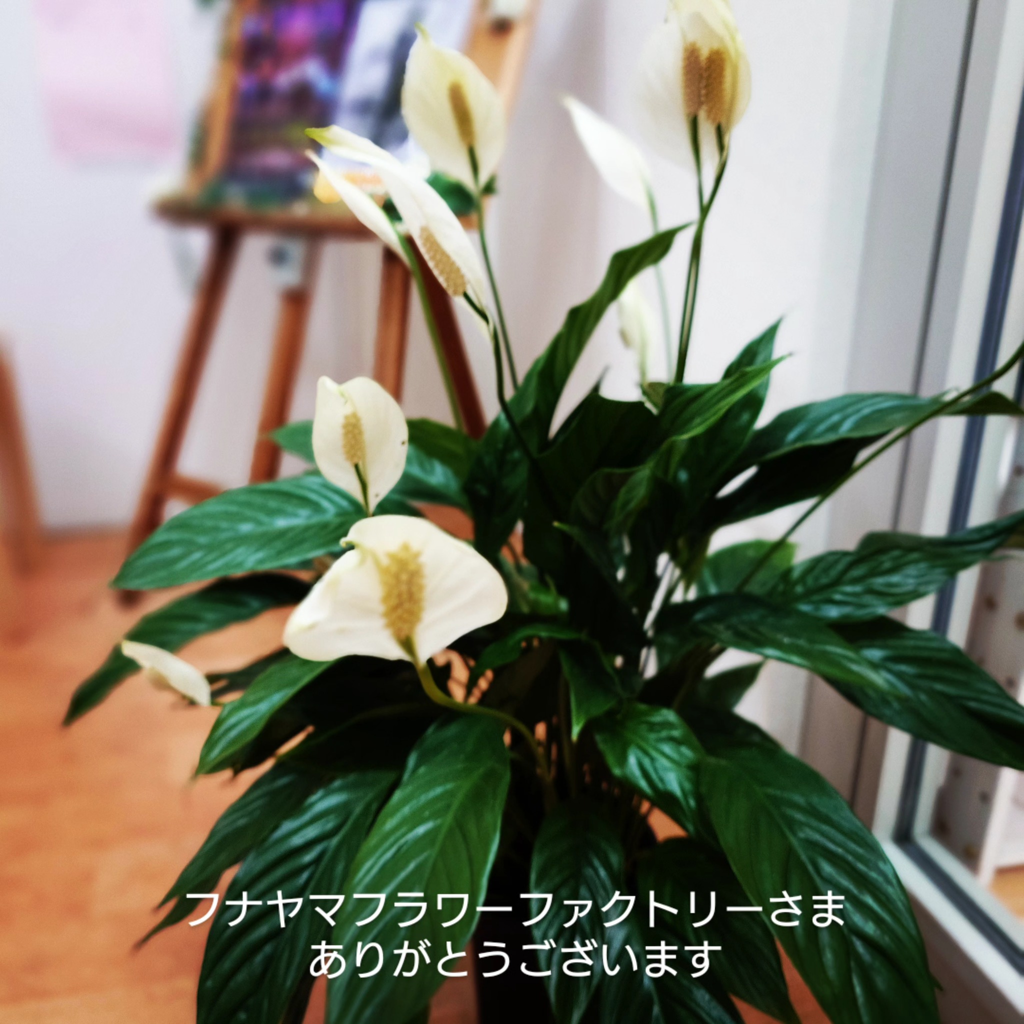 Classical Ballet Arts... - Classical Ballet Arts Sendai