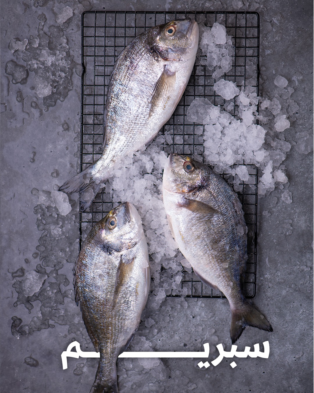Delmon fish | Mani